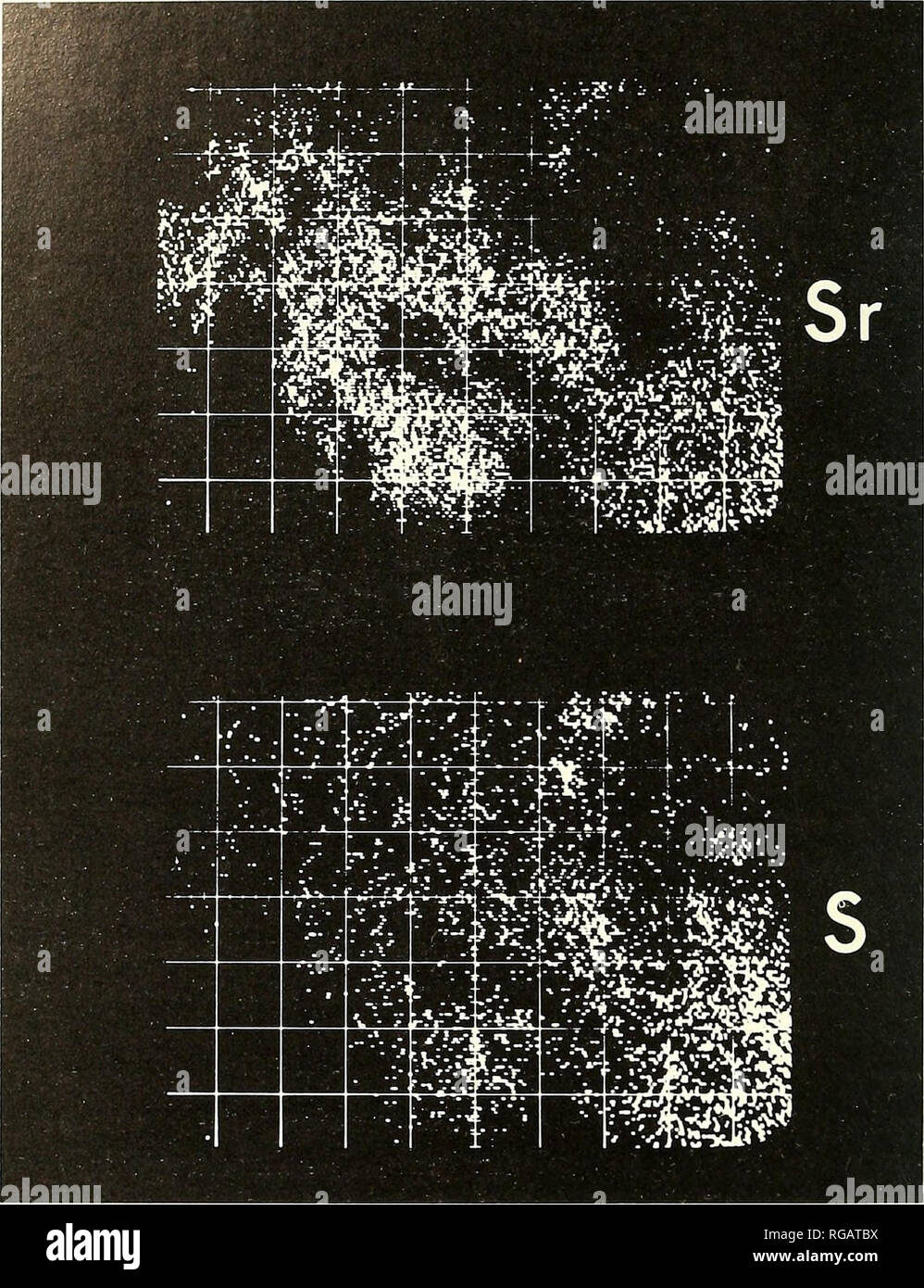 . Bulletin des südlichen Kalifornien Akademie der Wissenschaften. Wissenschaft; Naturgeschichte; Natural History. 234 Bulletin So. Calif Akademie Wissenschaften/Vol. 6, Nr. 4, ic} 66. Abbildung 4. X-ray Elektron Sonde Scan der Verteilung von Strontium und Schwefel in ein Insekt (Bereich 320 Mikron Square). aber gelegentlich haben eine Vereinbarung, die darauf hinweist, dass Min-eralization durch die Bildung von ein paar große, parallele orientierten Kristallen (Abb. vorgegangen sind. 6). Die Größe der einzelnen Kristalle können von der Größe des Spots produzieren sie geschätzt werden; sie üblicherweise zwischen 10"- und 10"^ cm. Stockfoto