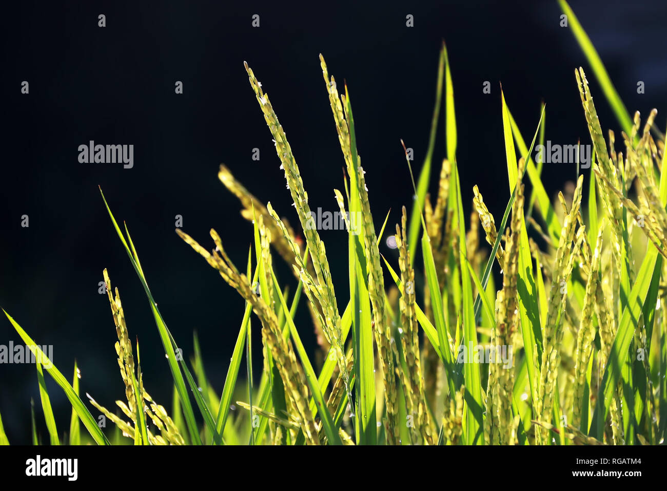 Close-up gelb Rohreis Feld warten auf die Ernte in Thailand Stockfoto