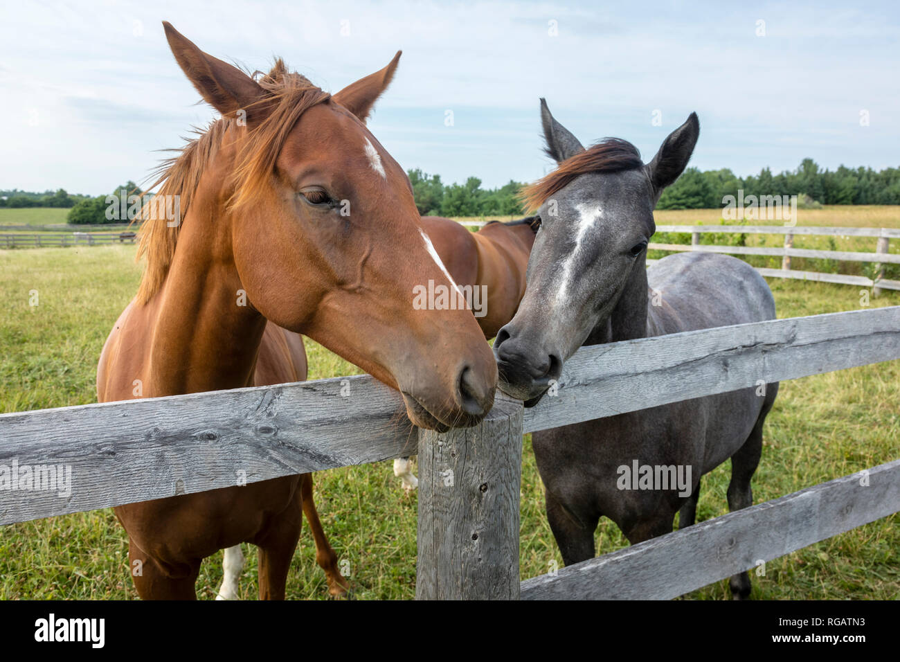 Eine Nahaufnahme von zwei Pferden hinter einem Zaun miteinander interagieren. Stockfoto