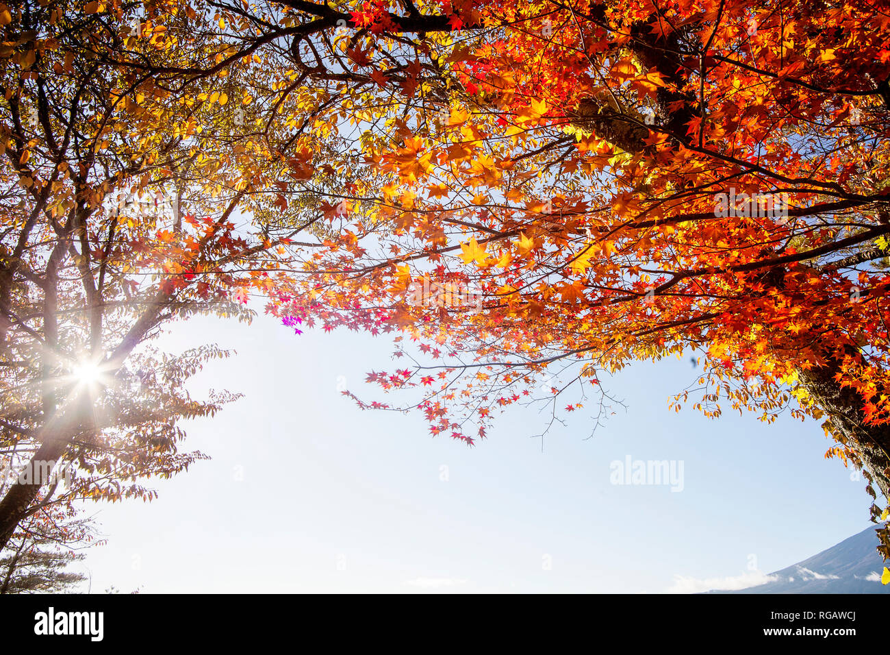 Die bunten Herbst in Mount Fuji, Japan - See Kawaguchiko ist einer der besten Plätze in Japan Stockfoto