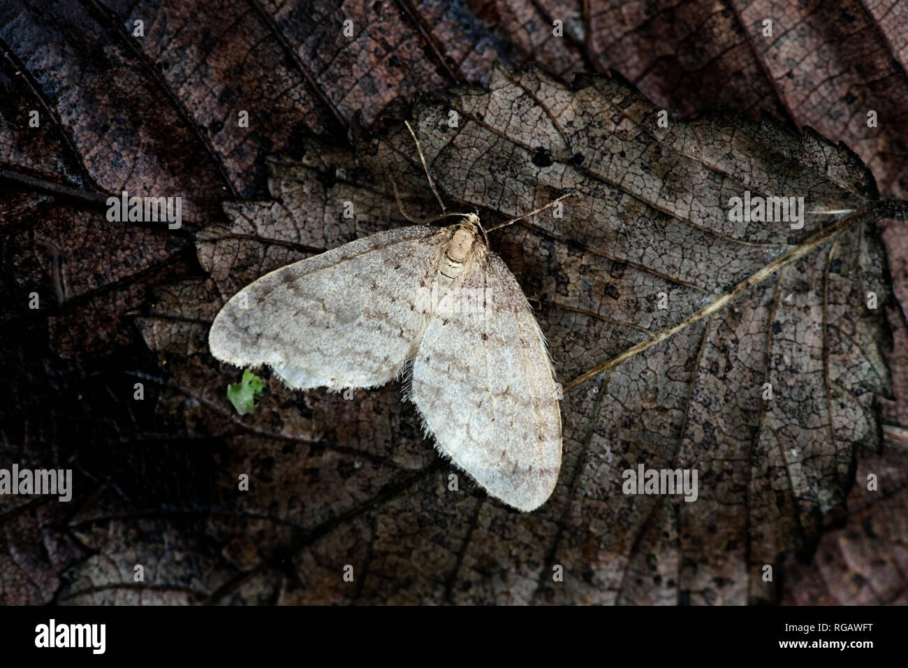 Winter moth, Operophtera brumata Stockfoto