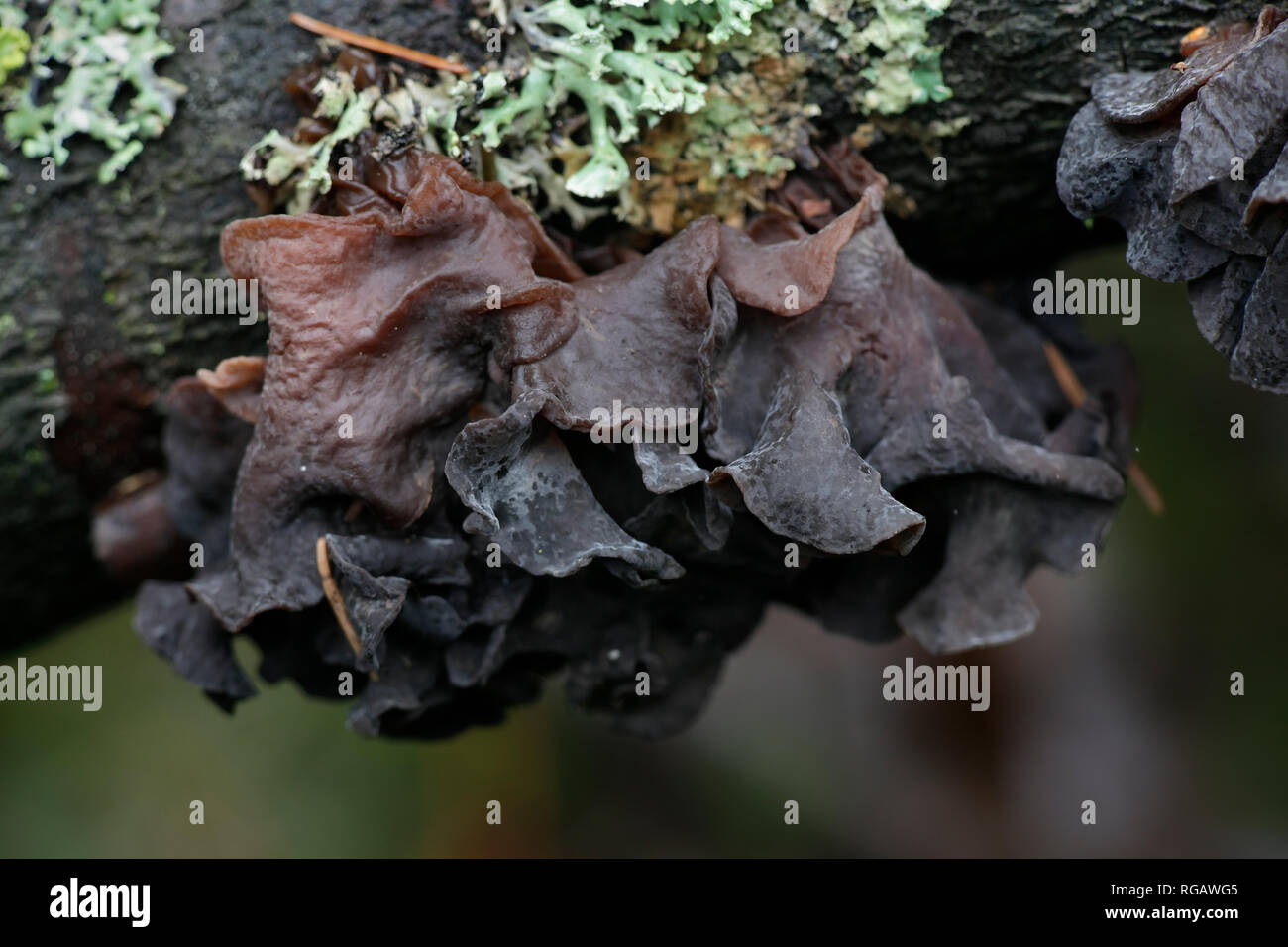 Tremella foliacea, allgemeinen Namen gehören den grünen Gehirn, Jelly Blatt, und Brown's Hexe Butter Stockfoto