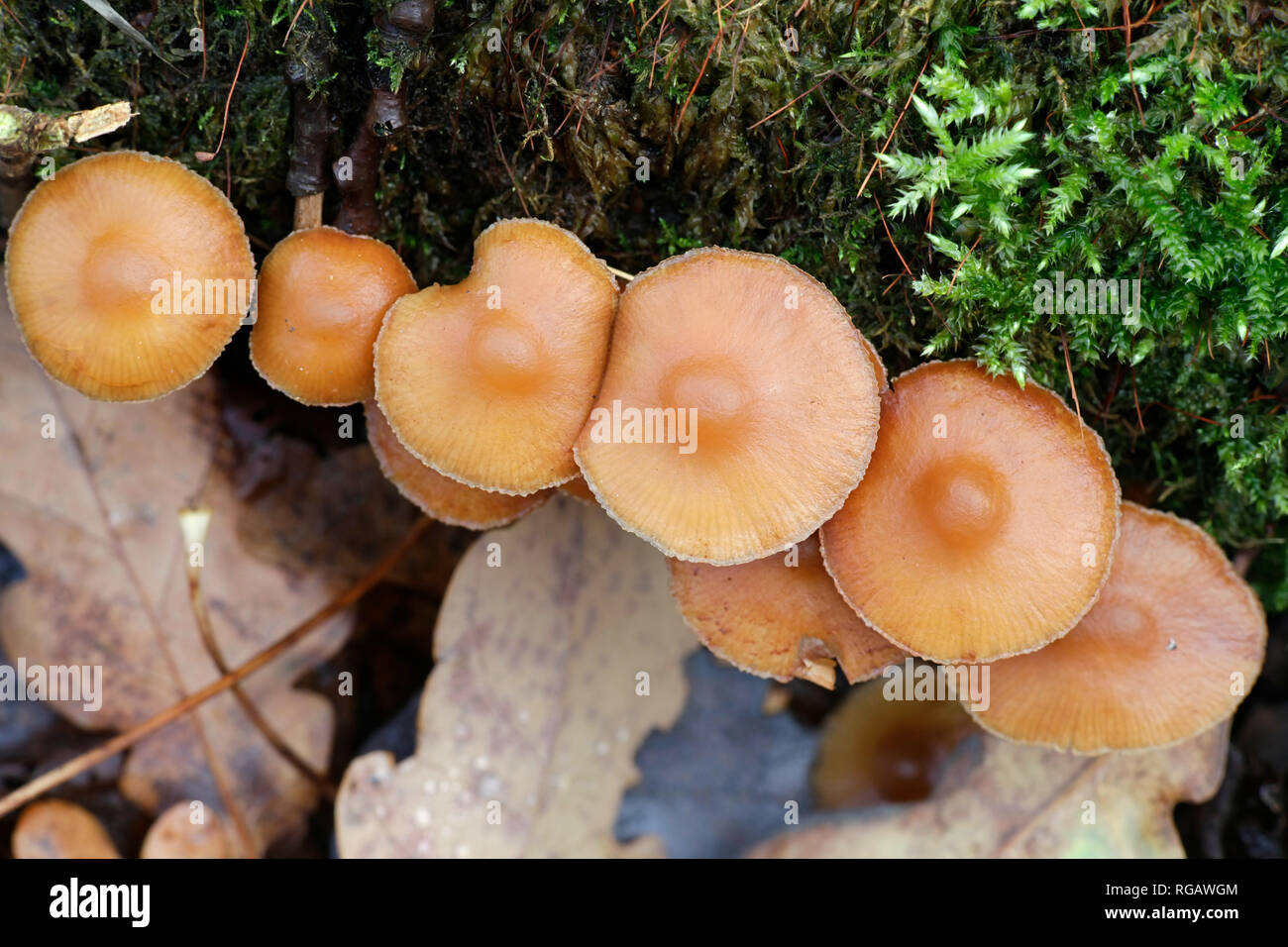 Tubaria furfuracea, allgemein bekannt als die scurfy twiglet Stockfoto