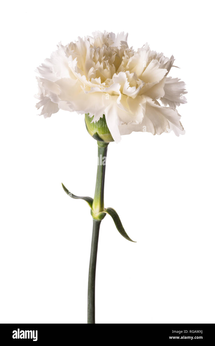 Künstliche Nelkenblume Dunkelrot - 8 Cm Großer Einzelzweig Für Deko