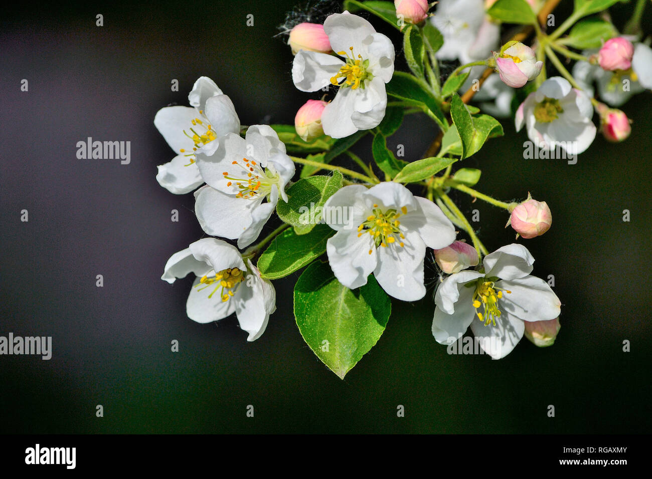 Apple Tree Blossom close up auf dunklem Hintergrund - sanfte Frühling Hintergrund. Apple tree Zweig mit weißen Blumen, rosa Knospen und grüne Blätter - Schönheit o Stockfoto