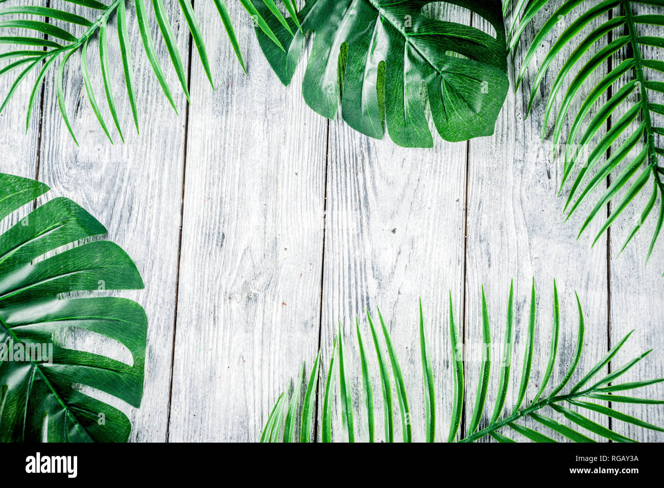Tropischen Hintergrund. Palm und monstera Blätter auf einem grauen Hintergrund. Flatlay, Ansicht von oben, minimale Layout, Sommer Konzept Stockfoto