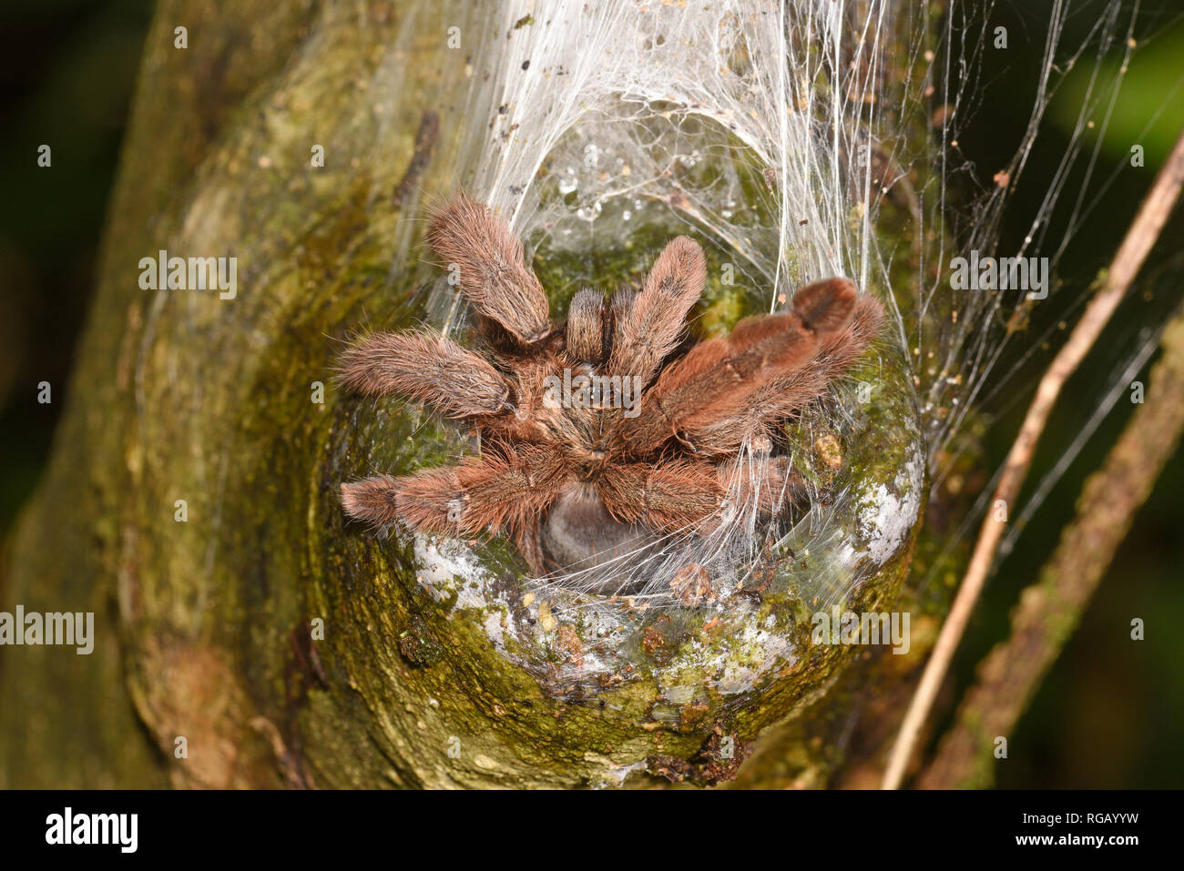 Panama Blond Tarantula (Psalmopoeus pulcher) am Eingang zu seinem Loch, Panama, Oktober Stockfoto