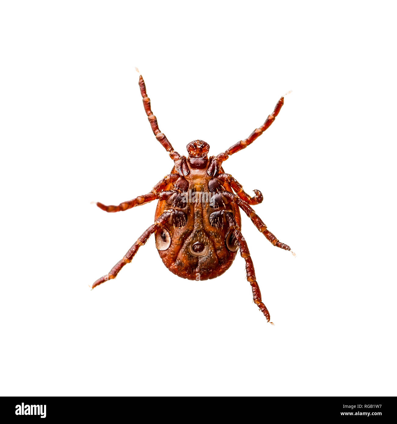 Enzephalitis Virus oder Lyme-borreliose Krankheit ansteckend Dermacentor Zecke Arachnid Insekt-schädling isoliert auf weißem Hintergrund Stockfoto