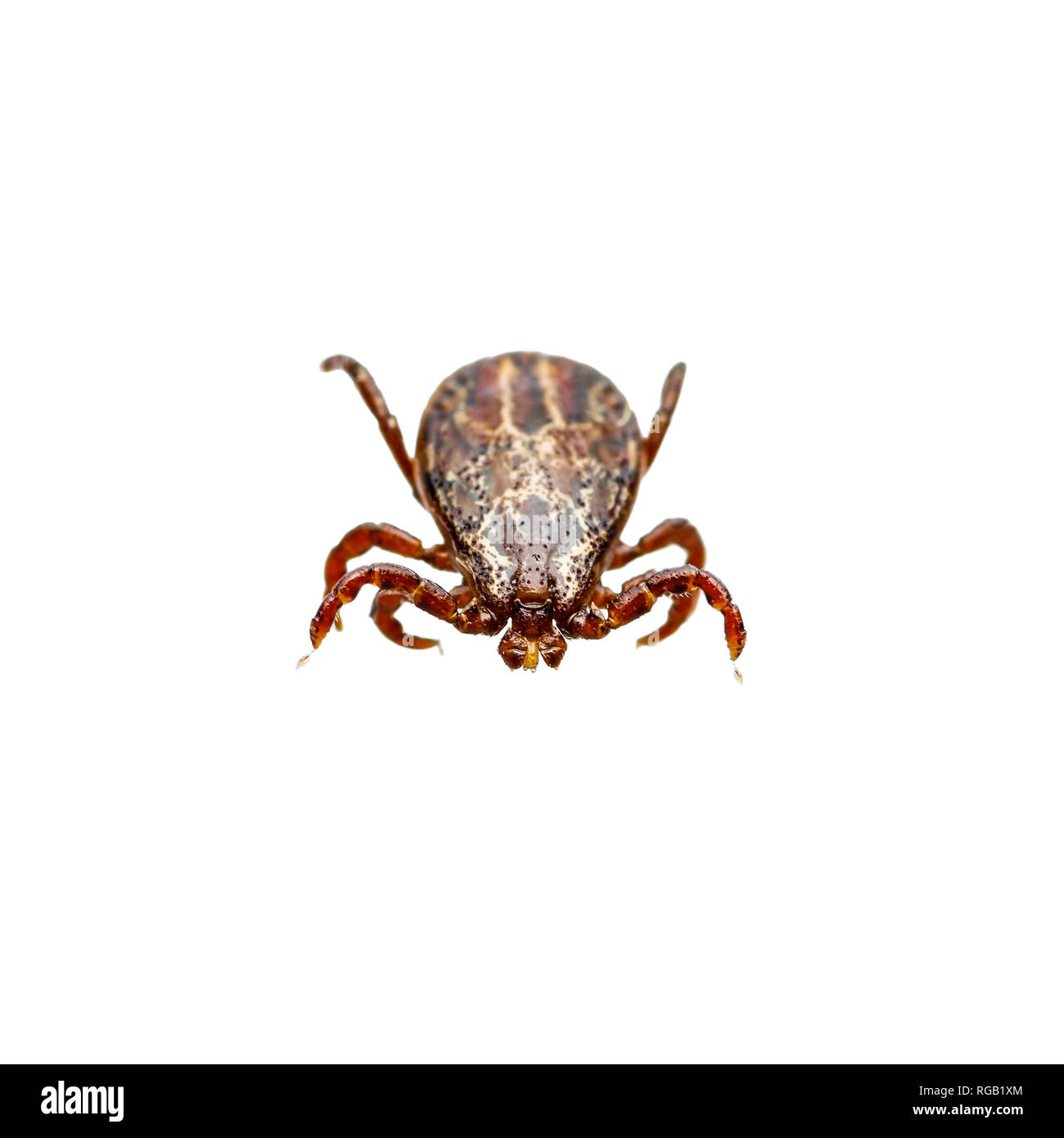 Enzephalitis Virus oder Lyme Krankheit infizierten Zecke Dermacentor Arachnid Insekt-schädling isoliert auf weißem Hintergrund Stockfoto