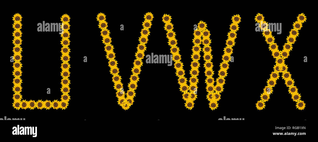 Hohe Auflösung große, farbige Blumen/Flower Zeichen/Buchstaben U V W X Set aus Sonnenblumen blühen Makros auf schwarzem Hintergrund konstruiert Stockfoto