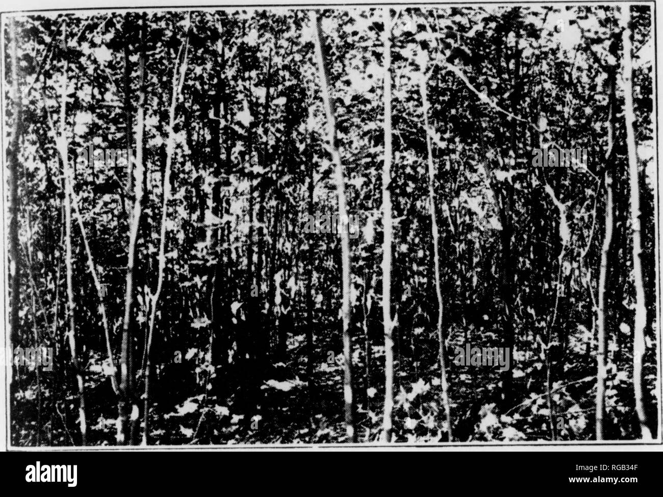 . Bulletin (Pennsylvania Abteilung der Wälder und Gewässer), No. 46-50. Die Wälder und die Forstwirtschaft. Fiff. (). Ffuif/nnti Shiririiui.tv (r Ahorn Ti/pr in Xortlifin/Ap acconi paiiyin - tahlc und ^ rapli, hascd auf Daten von 1 luancnt. sample |) Iot, oiv,. Tlic cnbic Fuß vol h S Pcr - 1 al) l (showin *!- Tlic yit 'Id in cuvih Kalk Ertrag pro Acre. Die cnbic Fuß ertrag Tabellen. Ein p&lt; 'Ich' nsed eord war. Nach tliese steht i-eael pro aei-e wurden von devcdoped tliIitv - ti ve enbie Füße 1 eine Lüge o" • rowtli inereases ratlier slowl Willi tl Pei-iod von i-Apid hriolit und volni I b () yeai-s. IJie cubi Stockfoto