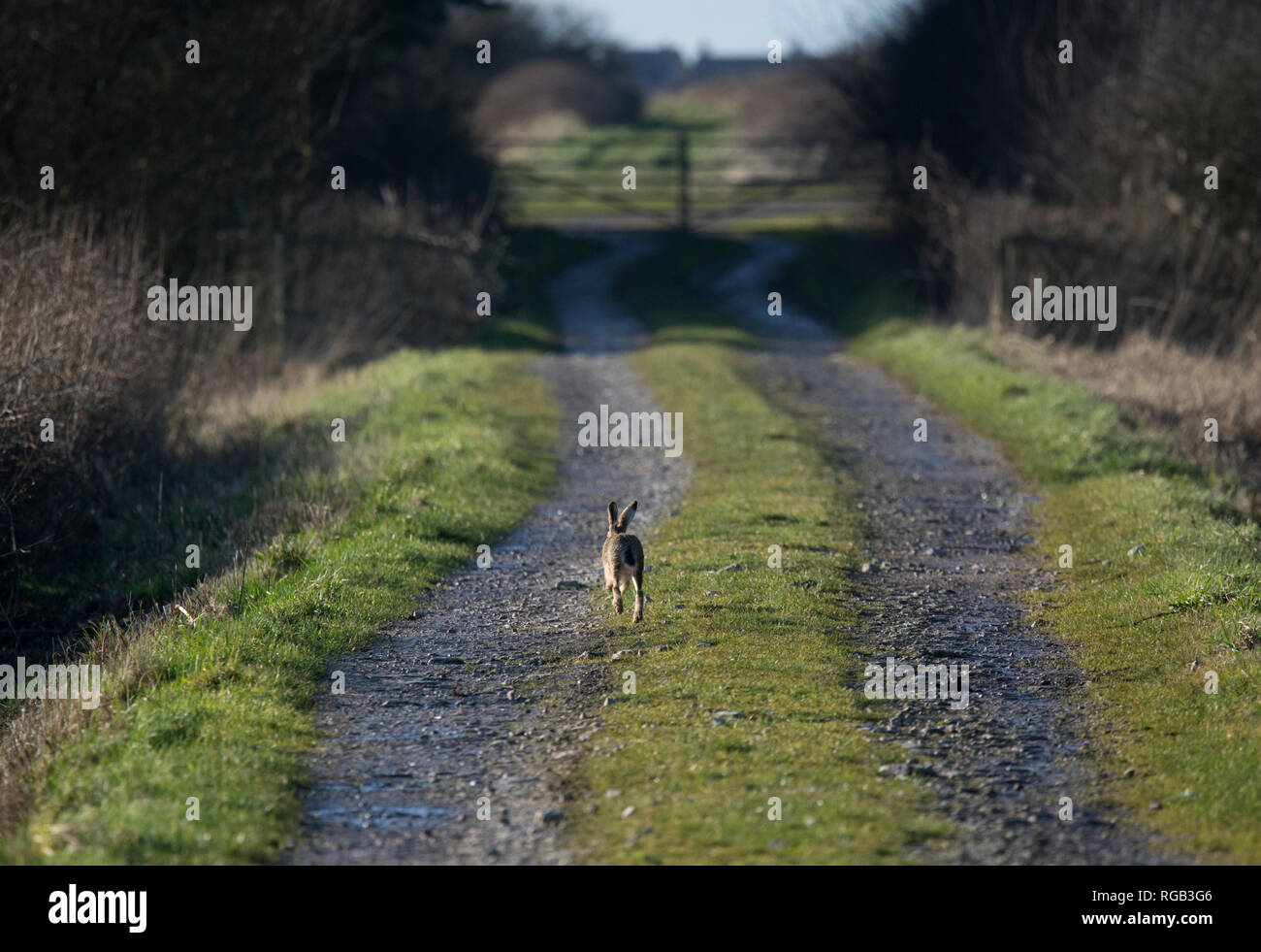 Europäische Feldhase, Lepus europaeus, unten scampering country lane, Lancashire, Großbritannien Stockfoto