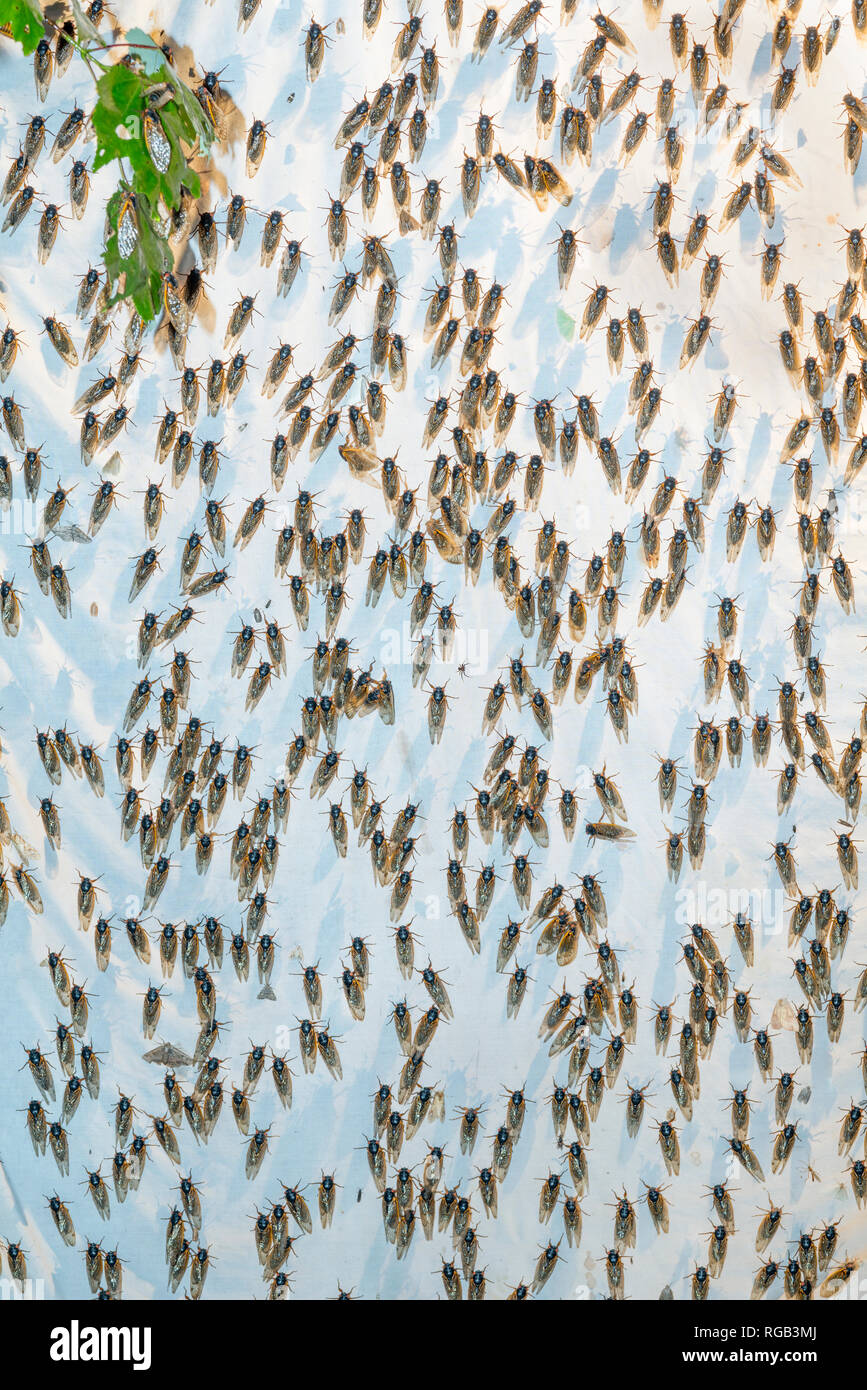 Periodische Zikaden geschlüpft Erwachsene angezogen Quecksilber Dampf Beleuchtung setup ursprünglich für die Anziehung von Motten bedeutete. Powells Tal, Pennsylvania, Juni. Stockfoto