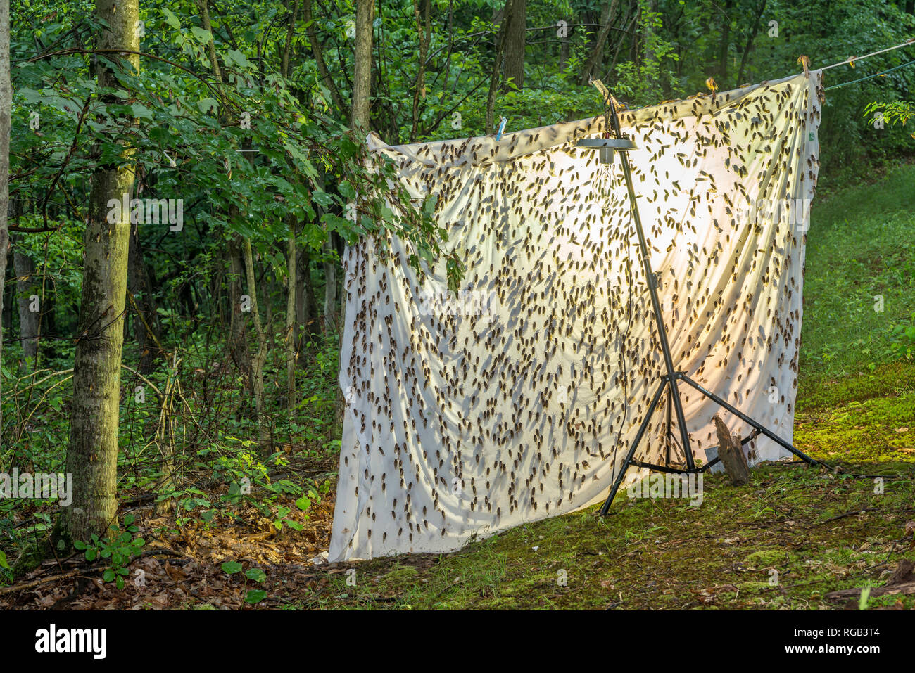 Periodische Zikaden geschlüpft Erwachsene angezogen Quecksilber Dampf Beleuchtung setup ursprünglich für die Anziehung von Motten bedeutete. Powells Tal, Pennsylvania, Juni. Stockfoto