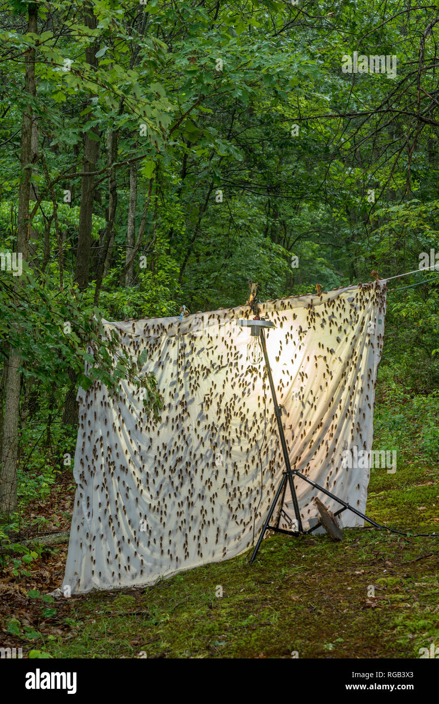 Periodische Zikaden geschlüpft Erwachsene angezogen Quecksilber Dampf Beleuchtung setup ursprünglich für die Anziehung von Motten bedeutete. Powells Tal, Pennsylvania, Juni. Stockfoto