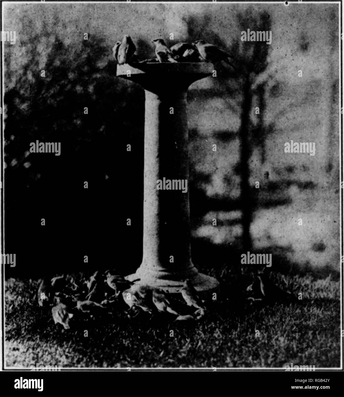 . Bulletin (Pennsylvania Game Commision), No. 9. Spiel Schutz; Vögel. 10 Sportler zu den offenen Sir und seiner Gesundheit und seinem Charme seit den Tagen unserer Pilgrim Fathers. Sogar die kleine Stadt urchin hat einen Platz in seinem täglichen Leben für Englisch Spatzen der Straße, - graubraune Kleine seeigel selbst, müssen irgendwie stehen und an die Stelle der Wälder und Felder, die die "NEWSY" überhaupt verwehrt ist. Vogel - Song in seinen vielfältigen Formen ist die Schönste und musikalischen Klang von draußen. Wahr, wie die Dichter haben gesagt, es ist Musik in Wasser - Fälle, in Wind weht durch die Bäume, und noch mehr Stockfoto