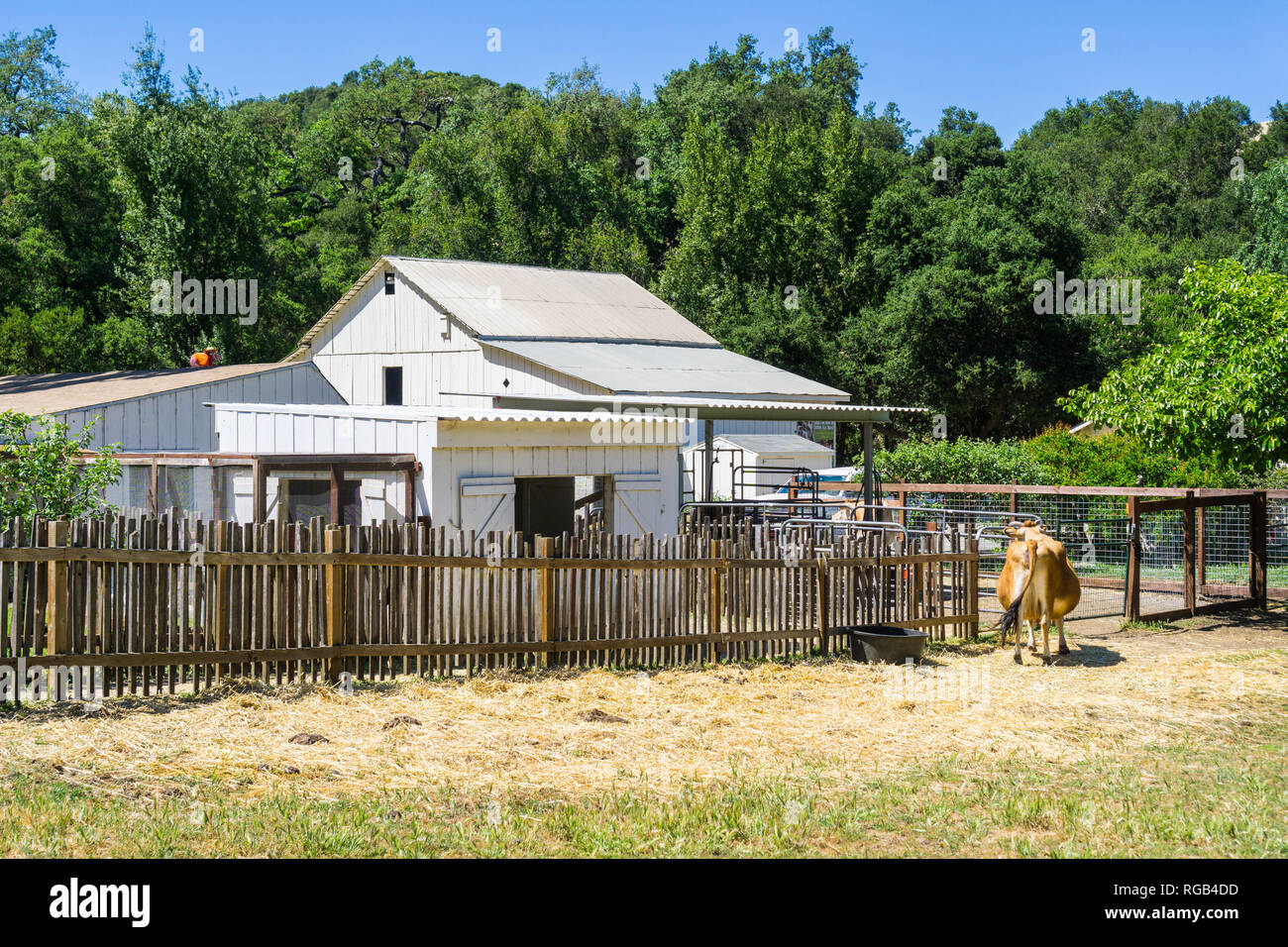 Mai 17, 2018 Cupertino/CA/USA - Hirsche Hallow Bauernhof im Rancho San Antonio County Park, South San Francisco Bay Area. Stockfoto