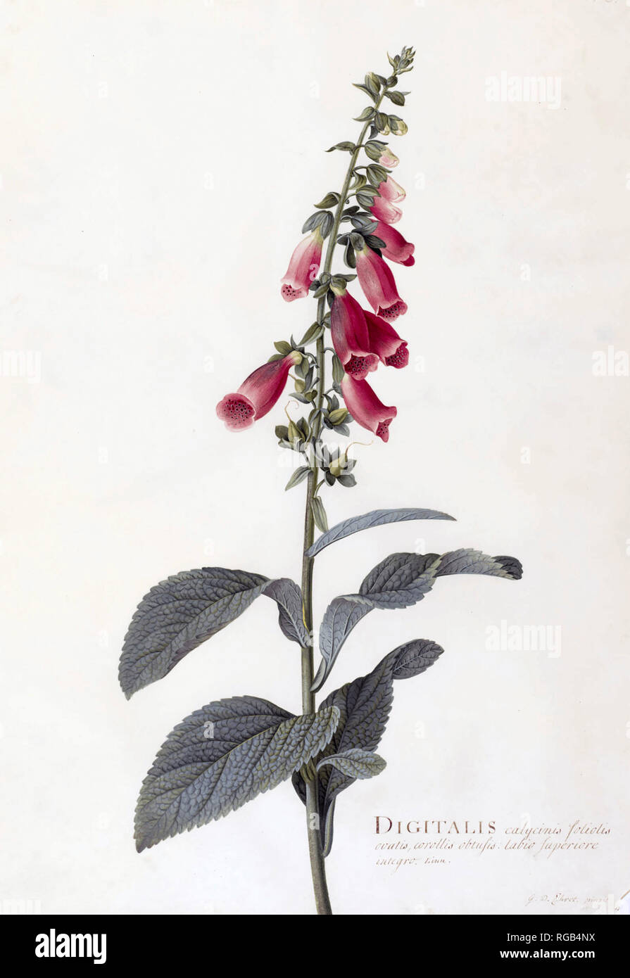 Fingerhut Digitalis purpurea farbige Gravur von George Dionysios Ehret Mitte des 18. Jahrhunderts Stockfoto