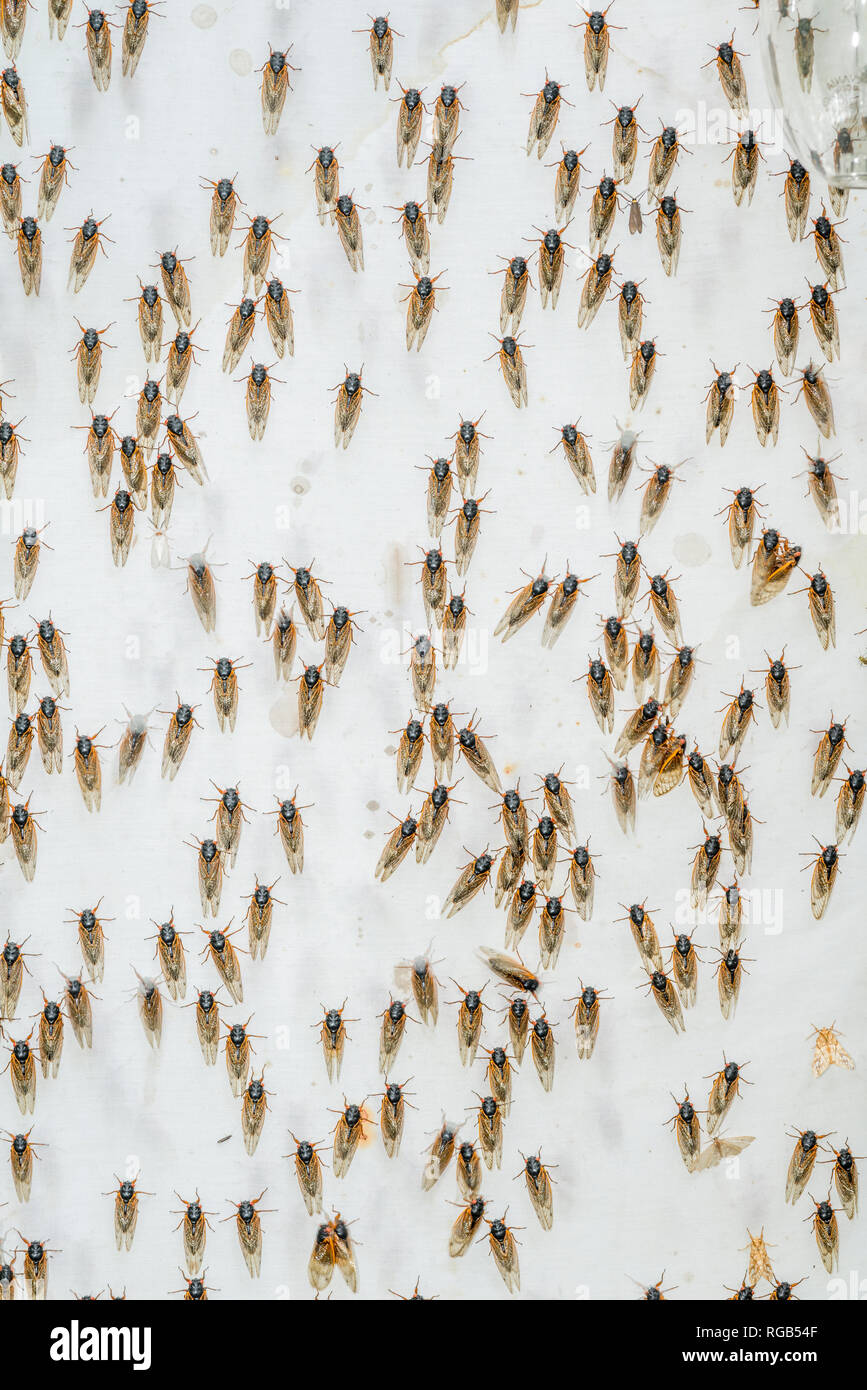 Periodische Zikaden geschlüpft Erwachsene angezogen Quecksilber Dampf Beleuchtung setup ursprünglich für die Anziehung von Motten bedeutete. Powells Tal, Pennsylvania, Juni. Stockfoto