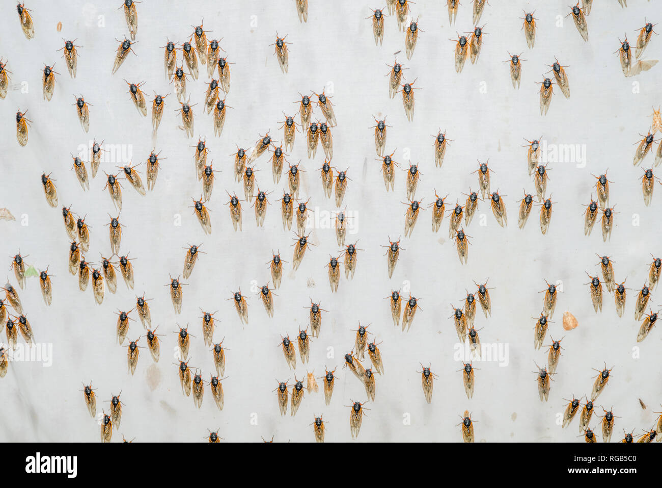 Periodische Zikaden geschlüpft Erwachsene angezogen Quecksilber Dampf Beleuchtung setup ursprünglich für die Anziehung von Motten bedeutete. Powells Tal, Pennsylvania, Juni. Stockfoto