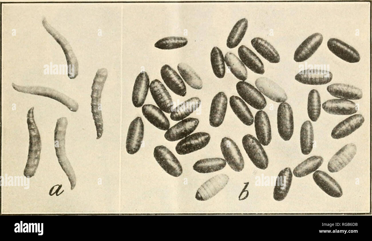 . Bulletin der US-Landwirtschaft. Landwirtschaft Landwirtschaft - - United States. Die Melone fliegen. 5 pahoehoe, Insel von Hawaii. Es gibt Hinweise darauf, dass die Melone Fliege eingeführt wurde so früh wie 1895. Dass die Melone Fliege ist eine eingeführte Pest wird durch die inter-esting, dass der Kürbis calabashes durch den hawaiischen Ureinwohner während des vergangenen Jahrhunderts verwendet, von denen viele in den verschiedenen erhalten sind. Â Schwein. 4. âMelon fliegen: a, Woll-growu lurvii-; b, puijaria. Zweimal in natürlicher Größe. (Original). Bitte beachten Sie, dass diese Bilder aus gescannten Seite Bilder, die digital verbessert worden sein können extrahiert werden Stockfoto