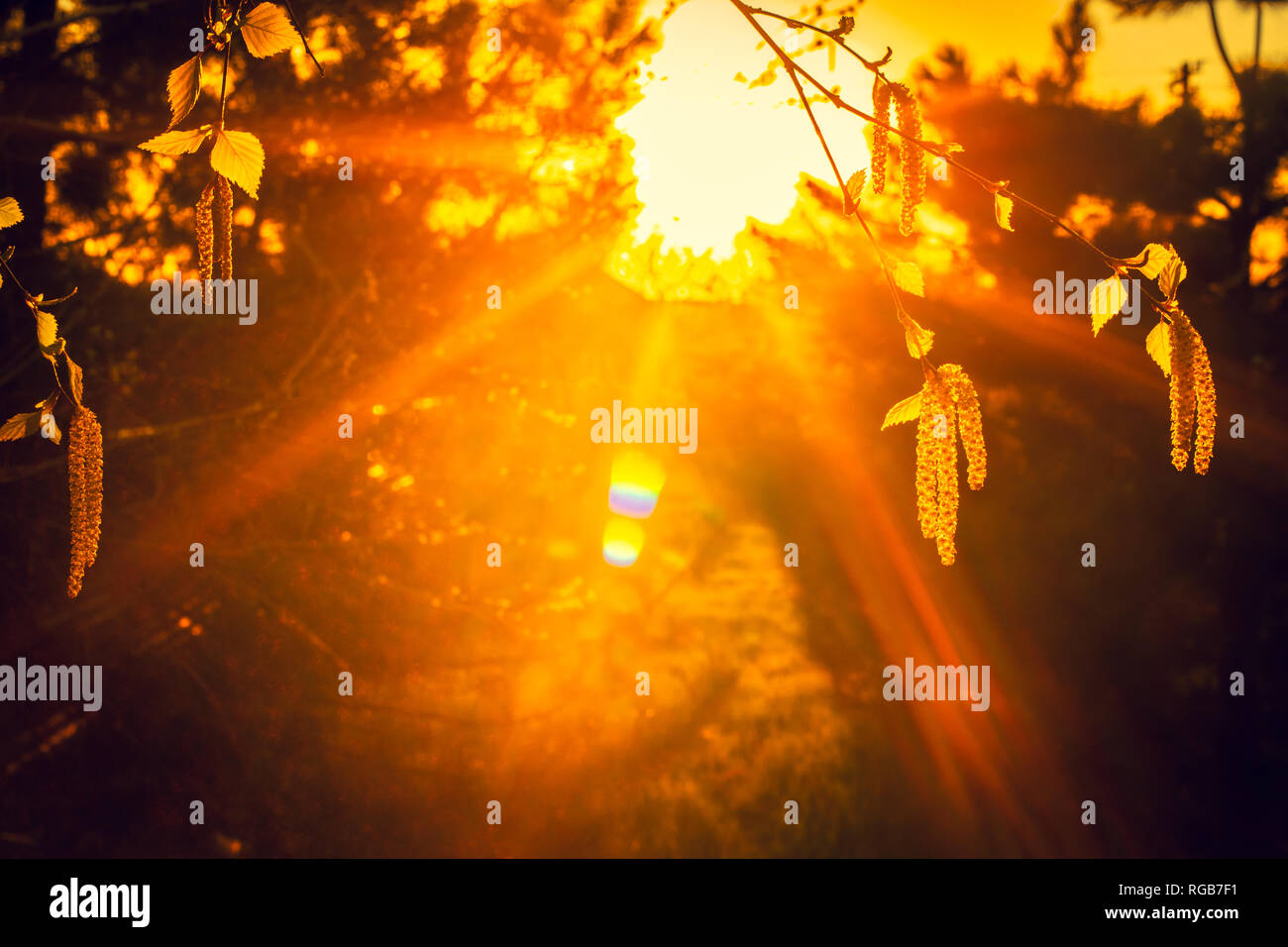 Sonnenuntergang Strahlen der Sonne die Birke Zweige leuchten. Stockfoto