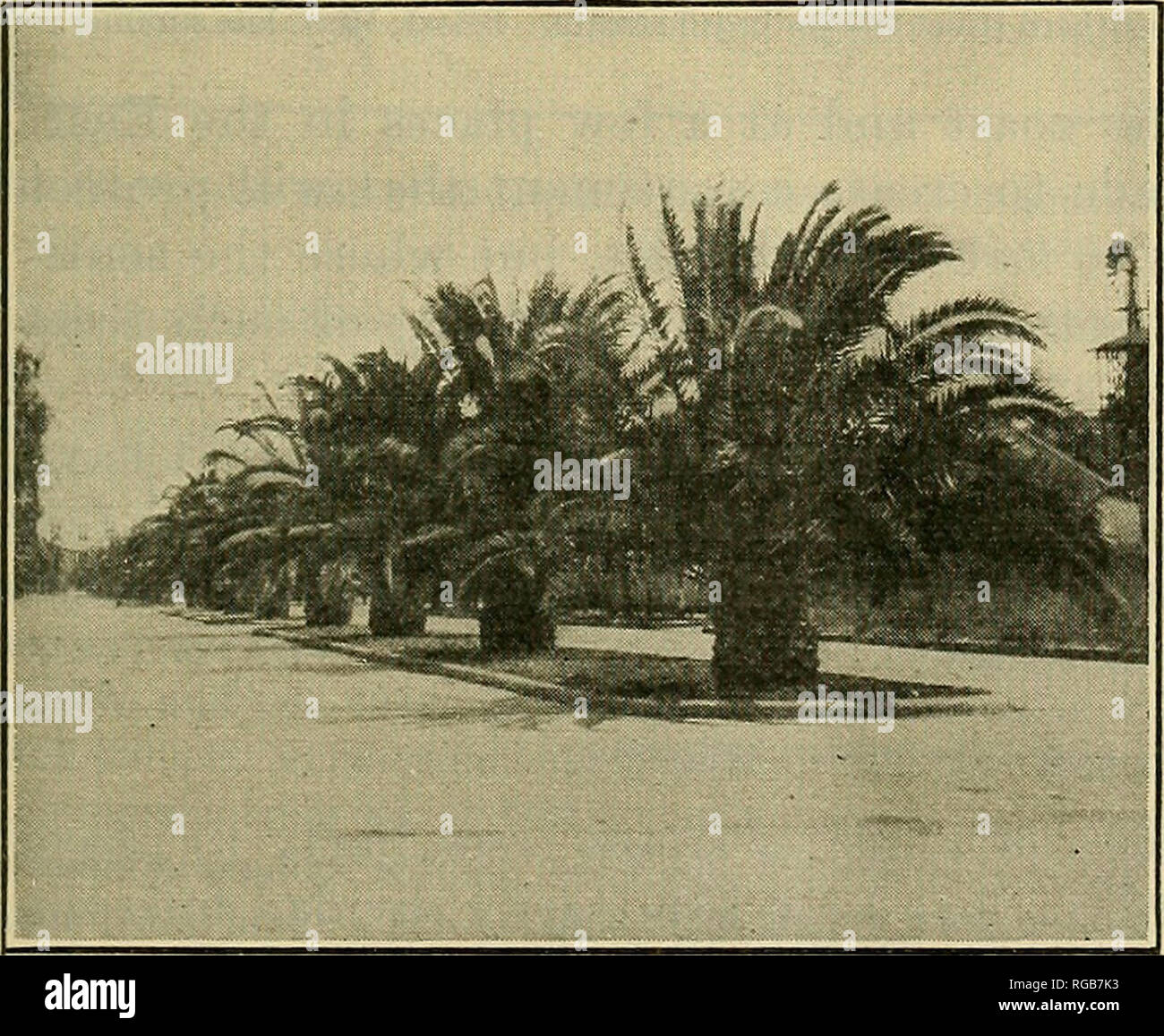. Bulletin der US-Landwirtschaft. Landwirtschaft Die Landwirtschaft. PI 8855 HP Abb. 15.- formale Bäume in einem zentralen Parkplatz, aber geeignete Bäume, die an den Seiten der Straße. Kanarische Dattelpalmen in Merced, Calif.; Hochsommer.. Bitte beachten Sie, dass diese Bilder sind von der gescannten Seite Bilder, die digital für die Lesbarkeit verbessert haben mögen - Färbung und Aussehen dieser Abbildungen können nicht perfekt dem Original ähneln. extrahiert. In den Vereinigten Staaten. Abt. der Landwirtschaft. [Washington, DC?]: Die Abt.: Supt. des Docs. , G. S. O. Stockfoto