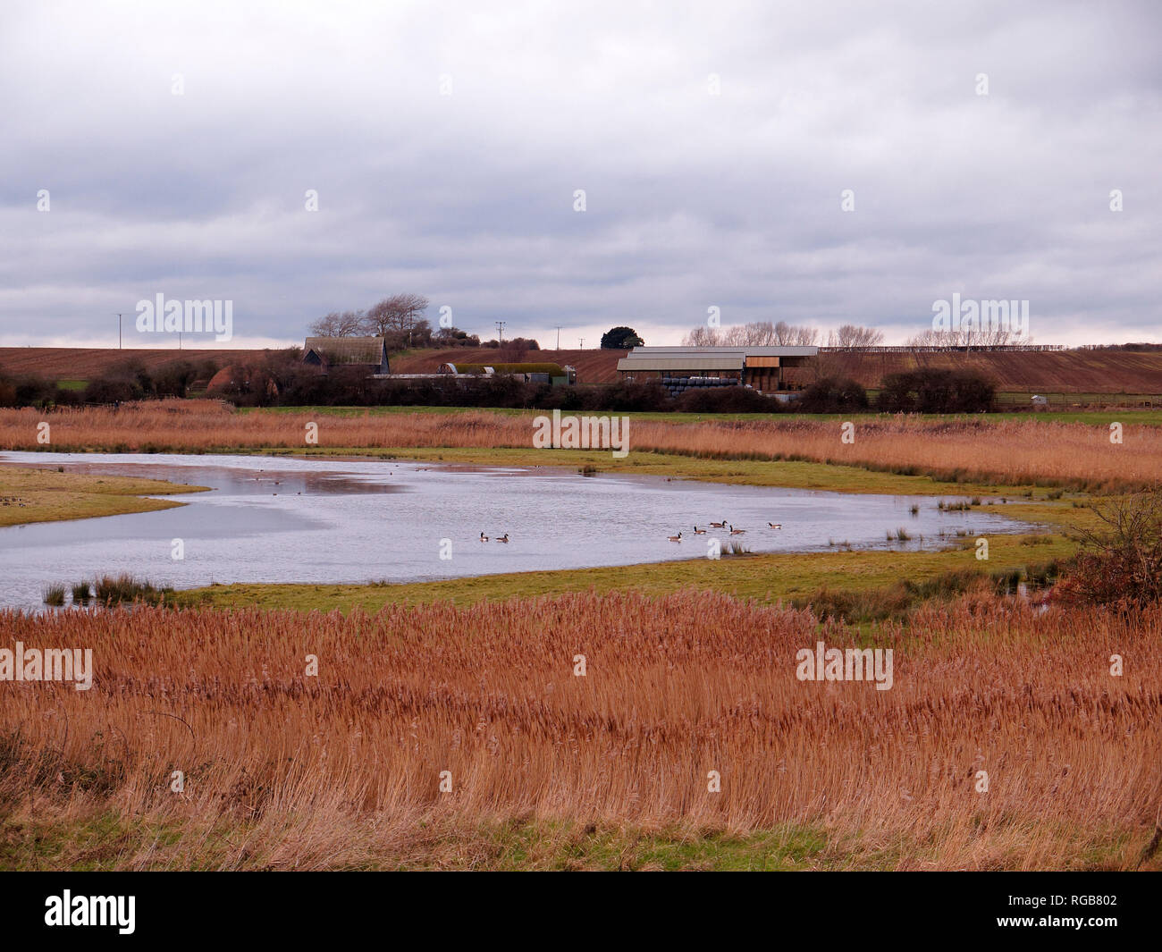 Boyton und Hollesley Sümpfe, RSPB Reservat, Suffolk, Januar 2019 Stockfoto