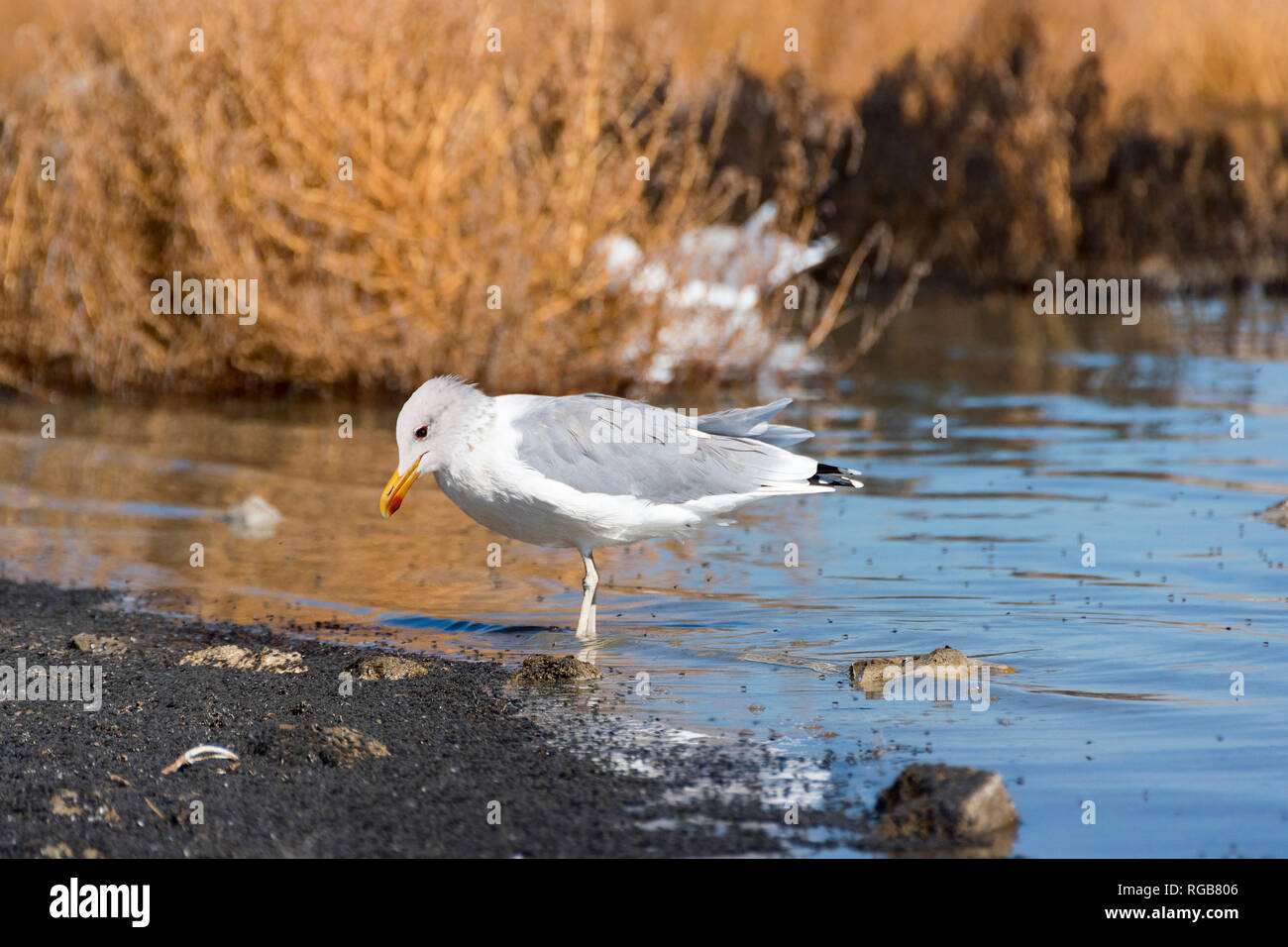 Kalifornien Gull (Larus Californicus) Fütterung auf Mono Lake Alkali fliegen (Ephydra Hians), Mono Lake, Kalifornien Stockfoto