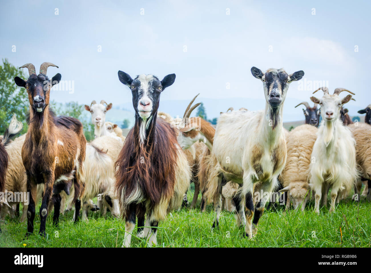 Portrait von inländischen Ziege in der Herde, der Karpaten in der Ukraine Stockfoto
