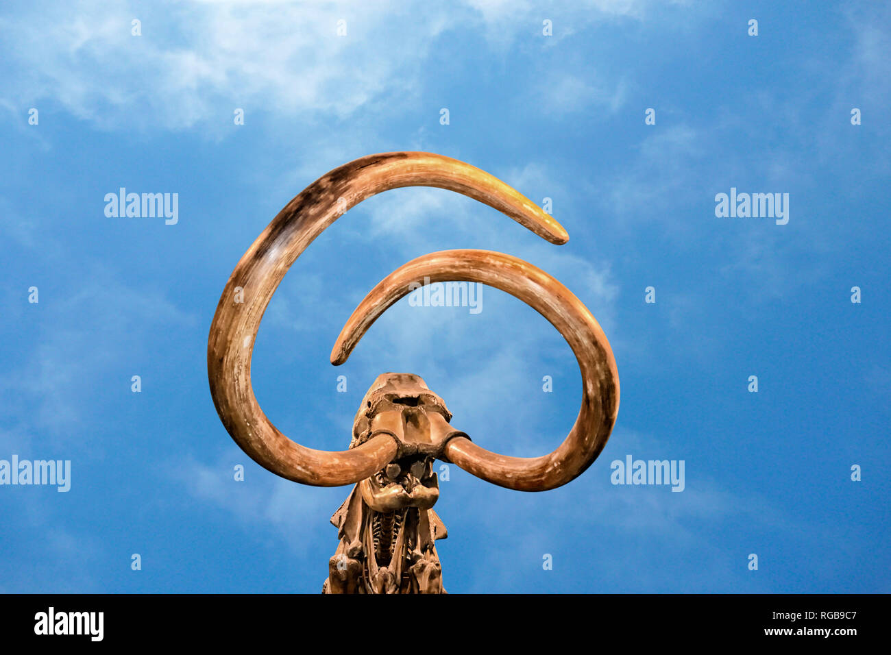 Woolly Mammoth Skelett Stockfoto