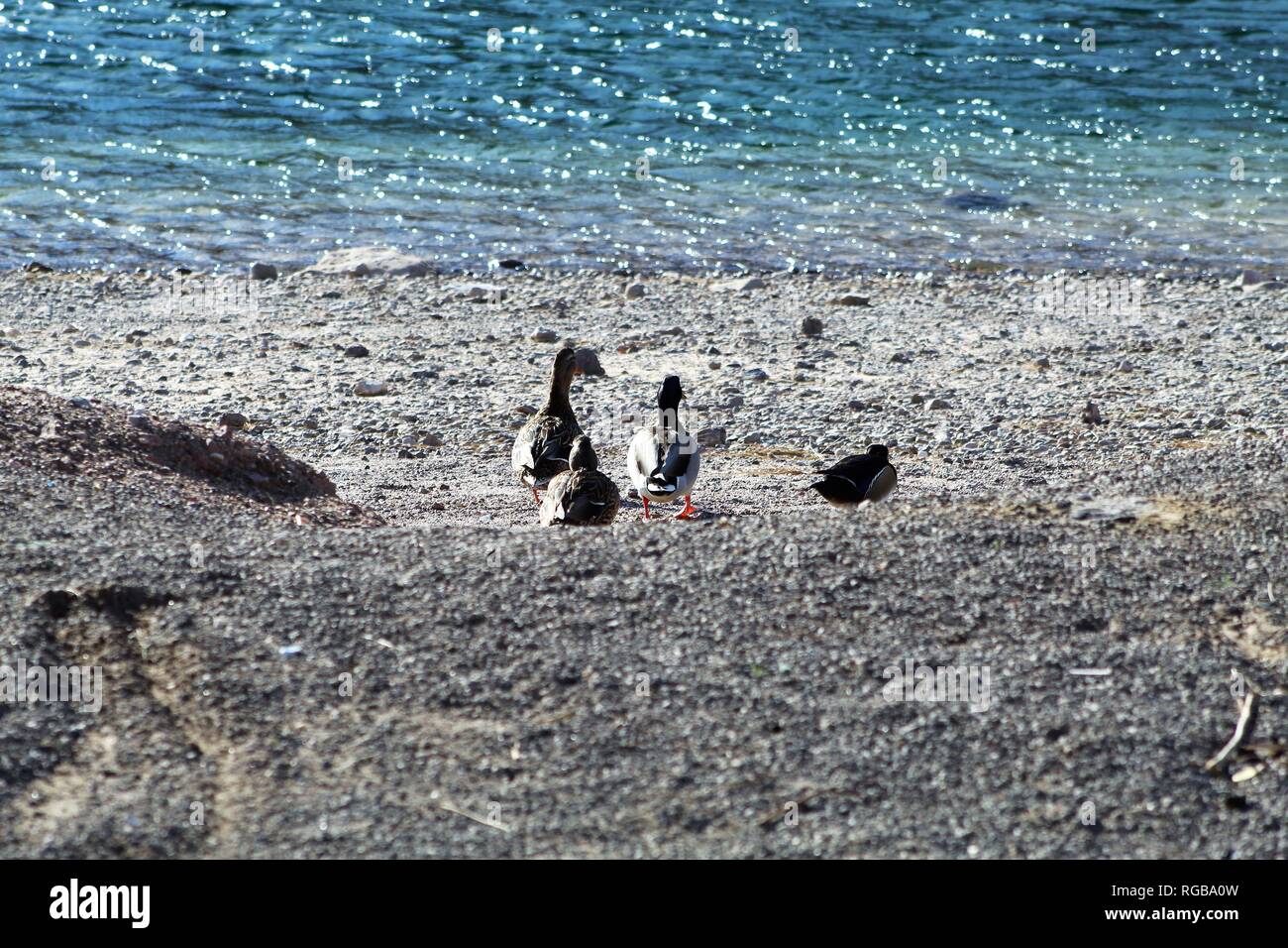 Enten am Colorado River, Enten in der Wüste Stockfoto