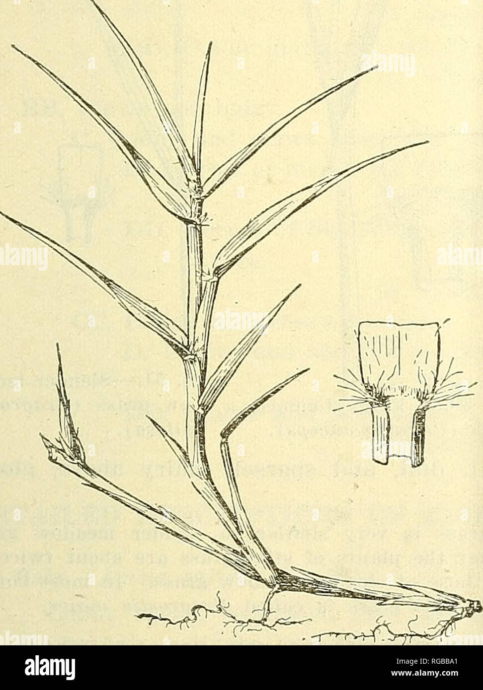 . Bulletin der US-Landwirtschaft. Landwirtschaft Die Landwirtschaft. Identifizierung von GEASSES. 25 45. Grüne foxtail (Chaetochloa viridis; Bild. 49). Eine grobe, getuftet Jährliche; Blätter in der Knospe gerollt; Halsband schmal, behaart; Ohrmuscheln keine; ligule eine Franse von Haaren, am längsten in der Nähe der,. die Margen; Hülsen leicht über komprimierte, behaart entlang der Ränder; Blätter weichen, flachen, nar-reihig an der Basis, ein Viertel bis die Hälfte Zoll breit, scharfen, spitzen. 46. Flachbild-hielt die Panik (Panicum anceps; Bild. 50). Eine grobe Staude mit kurzen Wurzelstöcke; Blätter in der Knospe gerollt (Abb. 4, C); Kragen behaart auf dem Rücken und Stockfoto