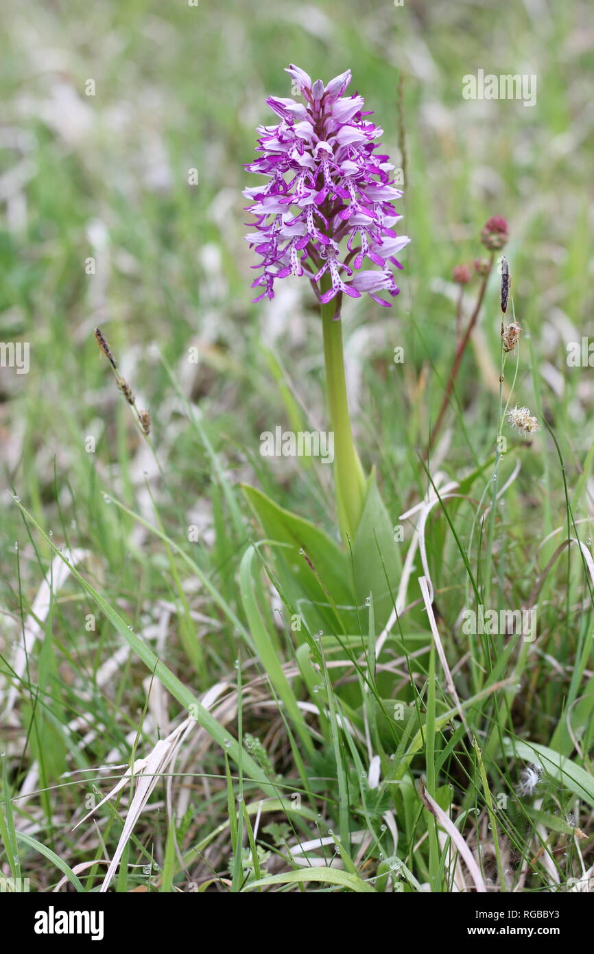 Blühende Helm-knabenkraut (Orchis militaris) in einem trockenen kalkhaltigem Schlamm Habitat im westlichen Deutschland. Stockfoto