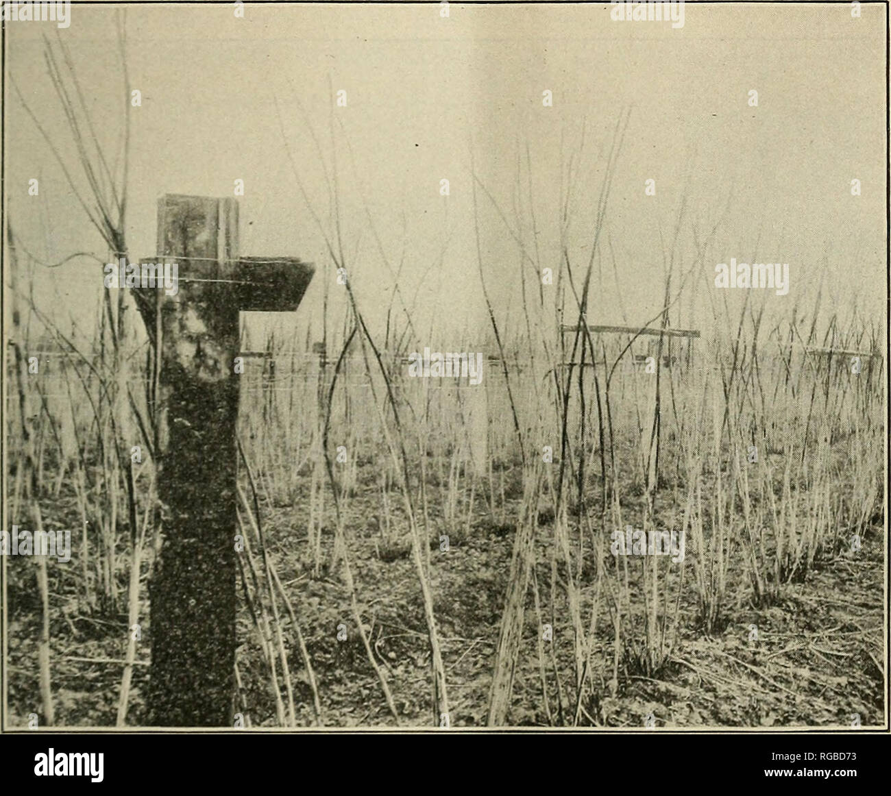 . Bulletin der US-Landwirtschaft. Landwirtschaft Die Landwirtschaft. Versand der roten Himbeeren. 9 Acre. Das schwere Gewicht auf der einen Seite der Post macht es notwendig, die Beiträge tiefer oder sie näher zusammen als bei anderen Systemen zu haben. "Wo Hop Pole oder Schienen zu niedrigen Kosten sie häufig an die Stelle des oberen Drähte verwendet werden, sind verfügbar, die schienen das Gewicht der geladenen Stöcke und bietet damit eine größere Oberfläche und die Verringerung der Gefahr, dass die Stöcke Pause an dieser Stelle. Die Streblow Sys-tem ist teilweise in Abbildung 9 dargestellt. In diesem Fall schienen sind instea verwendet Stockfoto