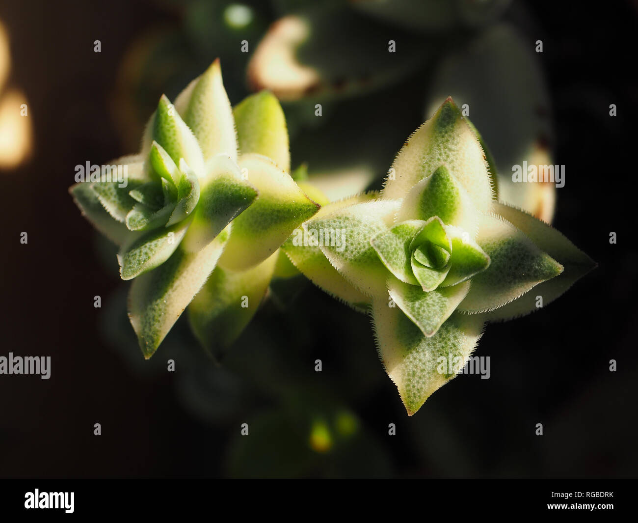 Sukkulente Pflanze in meinem saftigen Garten Stockfoto