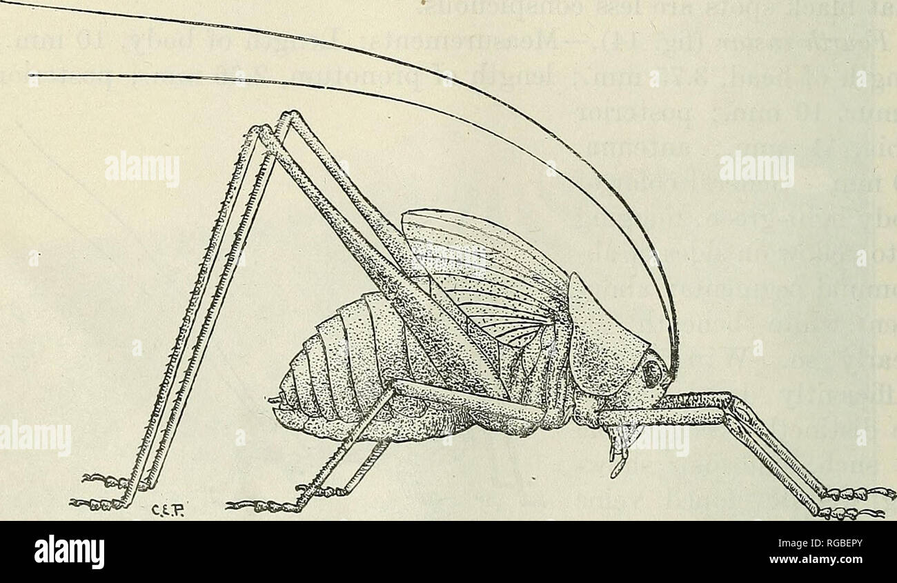 . Bulletin der US-Landwirtschaft. Landwirtschaft Die Landwirtschaft. Abb. 15.- Die Wsg-winged katydid: 5. instar Nymphe. Zwei und Halb mal natürliche Größe. (Im Original.) 6. instar (Abb. 16). - Maße: Länge des Körpers, 17 mm; Länge von Kopf, 5,7 mm; Länge der Halsschild, 5 mm.; hinterer Oberschenkel, 16,5 mm.; posterior Tibia, 17,7 mm.; Antenne, 37,4 mm. Körper stark gewölbt oben, über ebenso jäh abfallenden in beiden. Abb. 16.- Die Wsg-winged katydid: 6. instar Nymphe. Fast drei Mal in natürlicher Größe. (Im Original.) Wegbeschreibung Vom zweiten abdominal Segment; Flügel projiziert upw Stockfoto . Bulletin der US-Landwirtschaft. Landwirtschaft Die Landwirtschaft. Abb. 15.- Die Wsg-winged katydid: 5. instar Nymphe. Zwei und Halb mal natürliche Größe. (Im Original.) 6. instar (Abb. 16). - Maße: Länge des Körpers, 17 mm; Länge von Kopf, 5,7 mm; Länge der Halsschild, 5 mm.; hinterer Oberschenkel, 16,5 mm.; posterior Tibia, 17,7 mm.; Antenne, 37,4 mm. Körper stark gewölbt oben, über ebenso jäh abfallenden in beiden. Abb. 16.- Die Wsg-winged katydid: 6. instar Nymphe. Fast drei Mal in natürlicher Größe. (Im Original.) Wegbeschreibung Vom zweiten abdominal Segment; Flügel projiziert upw Stockfoto