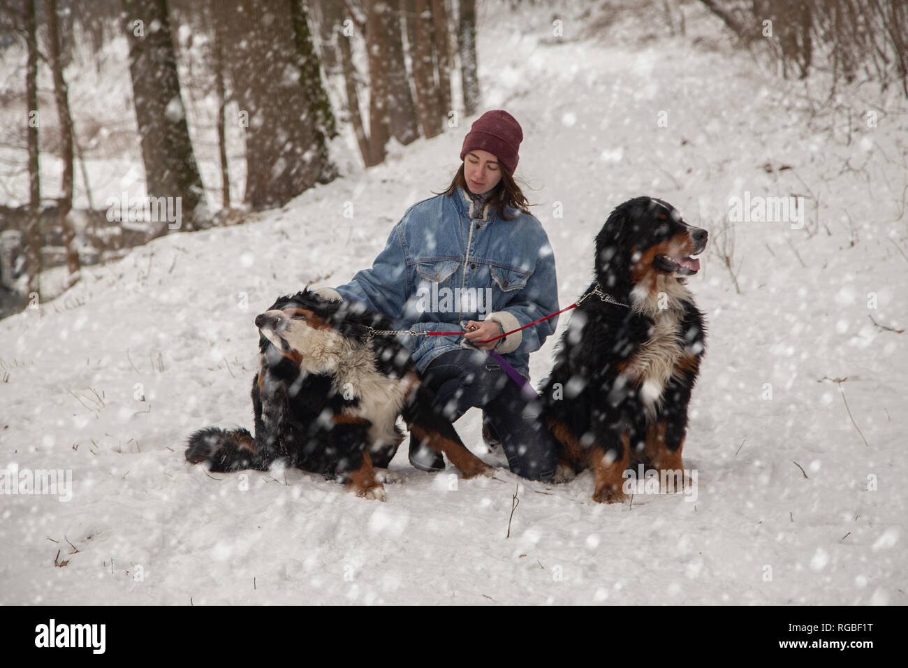Junge Frau im Winter Wald mit zwei Berner Sennenhunde unter Schnee Stockfoto