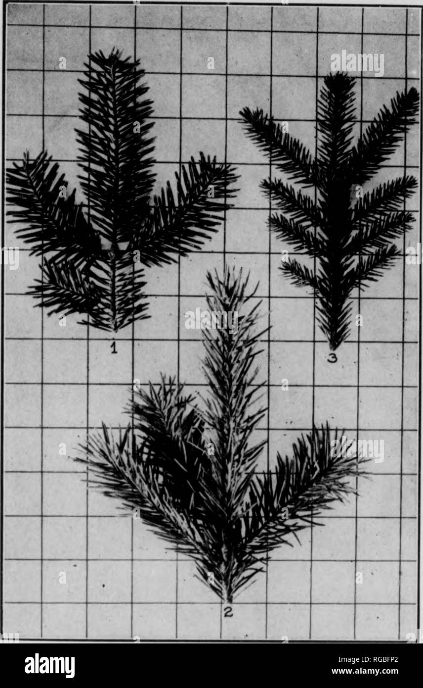 . Bulletin (Pennsylvania Abteilung der Wälder und Gewässer), No. 33-35. Die Wälder und die Forstwirtschaft. 24. Abbildung 4 1. Bai^ Fib Zweig bin. 2. Douglas Fir Zweig. Spbuce Zweig 3. Norwegen 25 27. * Sitka Fichte, Picea sitchensis, Carr. Laub im Allgemeinen wie weiße Fichte, aber die Nadeln sind flach - tened, sondern flexihU und Mangel der unangenehme Geruch; sehr scharf. Knospen und Zweige, grau-braun mit gelben werfen. Kegel 21/0 "-i" lang; Skalen papery - tipt und Zahnriemen. Na- tive von Alaska nach Kalifornien. 28. * Fichte, - Picea Abies (L.) Karst. Nadeln gestochen scharfe, 4-eckig, dunkelgrün. Zweige leuchtend rot - hrown mit Knospen d Stockfoto