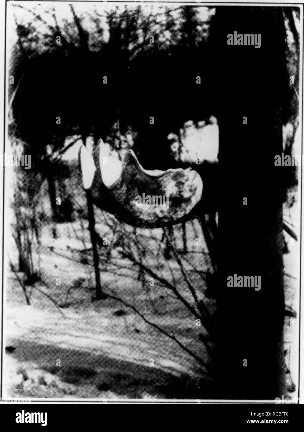 . Bulletin (Pennsylvania Game Commision), No. 7. Spiel Schutz; Vögel. , Iil ^..^^* 42 43 shoiilfl liave ein 2-Zoll-Eingang in der Nähe des]). Die l> Ochsen für l^est Ergebnisse shoiihl l) e ziemlich hoch gelegt, und vorzugsweise entlang der o]) en Stamm eines Baumes. Red-bellied Woodpecker: Boxen für diese Arten sollten die gleiche Größe wie für die Rot-geleitet; die Red-bellied Nester oft höher, jedoch. Die l) ox für diese Spezies vielleicht recht gut vom fc^ liage und l) Ranches ausgeblendet werden. Hairy Specht: Eine Box sechs mal sechs von zwölf Zoll tief im Inneren, (Messungen), ziemlich hoch und mit einem Eingang ein Stockfoto
