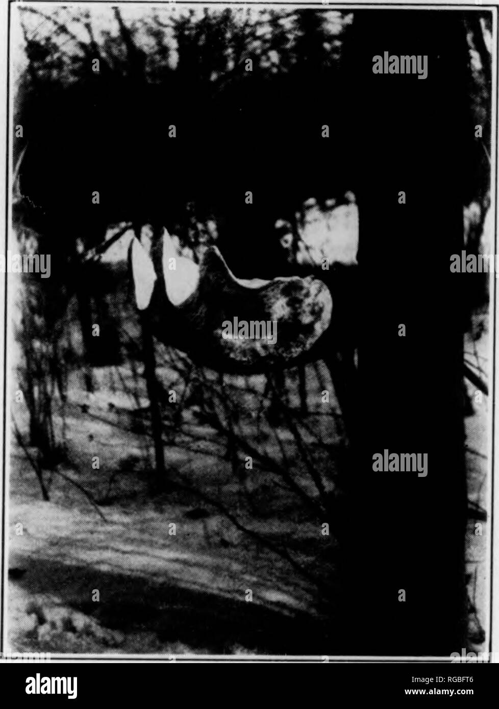 . Bulletin (Pennsylvania Game Commision), No. 7. Spiel Schutz; Vögel. 42 sollten Sie eine 2-Zoll Eingang in der Nähe von der Spitze. Die box für beste Ergebnisse sollte ziemlich hoch sein, und vorzugsweise entlang der offenen Stamm eines Baumes. Red-bellied Woodpecker: Boxen für diese Arten sollten die gleiche Größe wie für die Rot-geleitet; die Red-bellied Nester oft höher, jedoch. Das Kontrollkästchen für diese Arten können ziemlich gut durch Laub und Zweige ausgeblendet werden. Hairy Specht: Eine Box sechs mal sechs von zwölf Zoll tief im Inneren, (Messungen), ziemlich hoch und mit einem Eintritt im Durchmesser dr eineinhalb Zentimeter Stockfoto