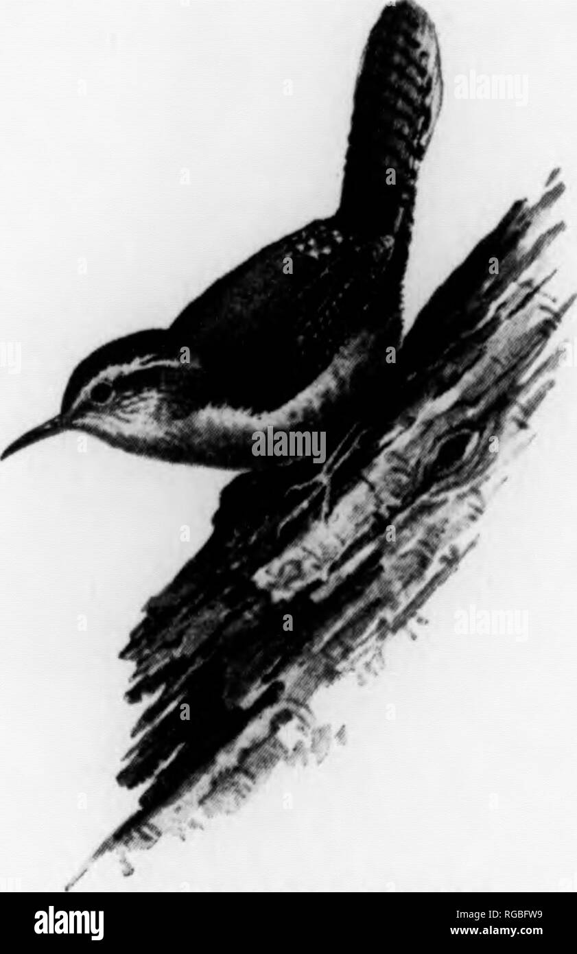 . Bulletin (Pennsylvania Game Commision), No. 7. Spiel Schutz; Vögel. Haus Wren eine vertraute dooryard Vogel, deren Gewohnheiten beobachten. Haus: Haus Wren Zaunkönige können fast alles wie ein Vogelnest - ing. Sie bauen in Blechdosen, Taschen aus alten Mäntel, Kürbisse, Krüge. alte Specht Hohlräume, natürliche Höhlen, oder Boxen, die platziert werden 37 für Sie. Bei einem Haus Wren, die Größe der Eingang Loch ziemlich wichtig ist. Dies sollte sieben Achtel der einen Zoll oder eine Kleinigkeit mehr im Durchmesser. Es sei denn, der Eingang ist aus kleinen Englischen Spatzen geben und dazu führen, dass die zaunkönige zu Wüste. Die Bo Stockfoto