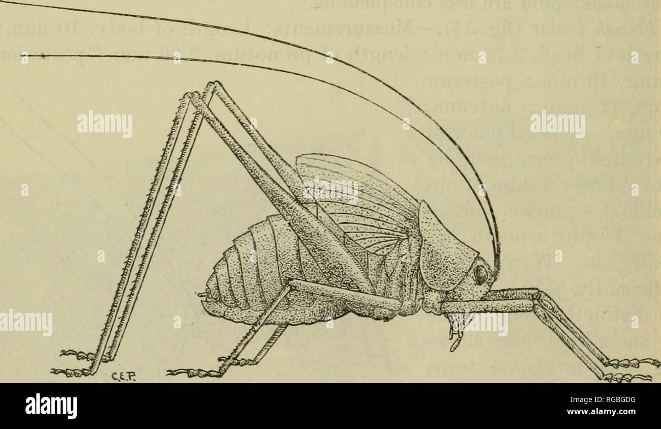. Bulletin der US-Landwirtschaft. Die Landwirtschaft. Abb. 15.- Die Schrägkugellager wingsd katydid: 5. instar Nymphe. Zwei und Halb mal natürliche Größe. (Im Original.) 6. instar (Abb. 16). - Maße: Länge des Körpers, 17 mm; Länge von Kopf, 5,7 mm; Länge der Halsschild, 5 mm.; hinterer Oberschenkel, 16,5 mm.; posterior Tibia, 17,7 mm.; Antenne, 37,4 mm. Körper stark gewölbt oben, über ebenso jäh abfallenden in beiden. Abb. 16.- Die Wsg-winged katydid: 6. instar Nymphe. Fast drei Mal natürlich. Jze. (Im Original.) Wegbeschreibung Vom zweiten abdominal Segment; Flügel nach oben projizieren und Rückw Stockfoto . Bulletin der US-Landwirtschaft. Die Landwirtschaft. Abb. 15.- Die Schrägkugellager wingsd katydid: 5. instar Nymphe. Zwei und Halb mal natürliche Größe. (Im Original.) 6. instar (Abb. 16). - Maße: Länge des Körpers, 17 mm; Länge von Kopf, 5,7 mm; Länge der Halsschild, 5 mm.; hinterer Oberschenkel, 16,5 mm.; posterior Tibia, 17,7 mm.; Antenne, 37,4 mm. Körper stark gewölbt oben, über ebenso jäh abfallenden in beiden. Abb. 16.- Die Wsg-winged katydid: 6. instar Nymphe. Fast drei Mal natürlich. Jze. (Im Original.) Wegbeschreibung Vom zweiten abdominal Segment; Flügel nach oben projizieren und Rückw Stockfoto
