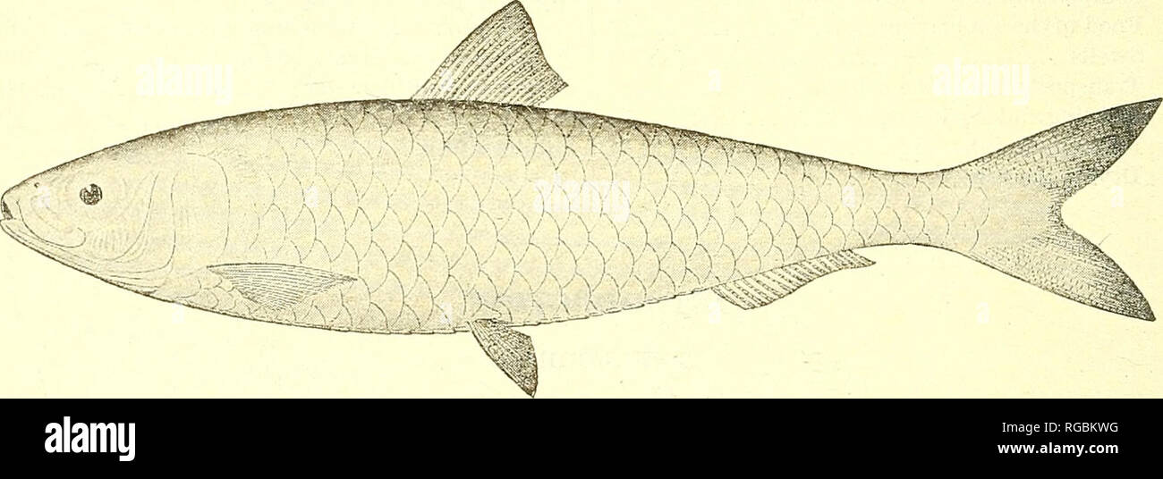 . Bulletin der US-Landwirtschaft. Landwirtschaft Die Landwirtschaft. Abb. 1.- Der Hering. Der unterkiefer der Hering (Abbildung ist; die Projekte ein wenig über die Spitze des Mauls, wenn der Mund geschlossen ist; die Gill Abdeckungen sind glatt; der Fisch ist von einer Seite mehr oder weniger komprimiert Seite; und der Bauch ziemlich scharfkantig. Wenn der Fisch in zwei, quer geschnitten wurden, den Querschnitt etwas Ei-förmigen. Die Flosse auf dem Rücken ist näher an der Unterseite der Rute als die Spitze des Mauls. Die Waagen sind vergleichsweise klein und haben abgerundete Ecken. Wenn die Schuppen sind keine Serie o entfernt Stockfoto