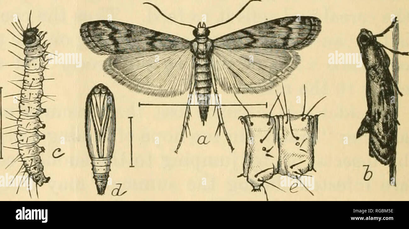 . Bulletin der US-Landwirtschaft. Die Landwirtschaft. Abb. 1. - Die indische Mahlzeit Motte (Plodia interpunctella): a, Motte; b, Puppe; c, Larve;/, gleichen, dorsalen Ansicht; d, Kopf, und e, erste abdominal Segment der Larve. /, Etwas vergrößert; d, e, mehr vergrößert. (Nach Chittenden.) Es gibt einige Insekten befallen gespeichert Müsli Produkten. Zu den wichtigsten sind die Indischen-meal Moth (Plodia ictella Hiihn interpu 7.) (Abb. 1), den Mittelmeerraum Mehl Motte (ephestia Icuehniella Zell.) (Abb. 2), die Mahlzeit Schnauze - Motte (Pyralis farinalis L.), die Säge - gezahnte Korn Käfer (Silvanus surinamensis Stockfoto