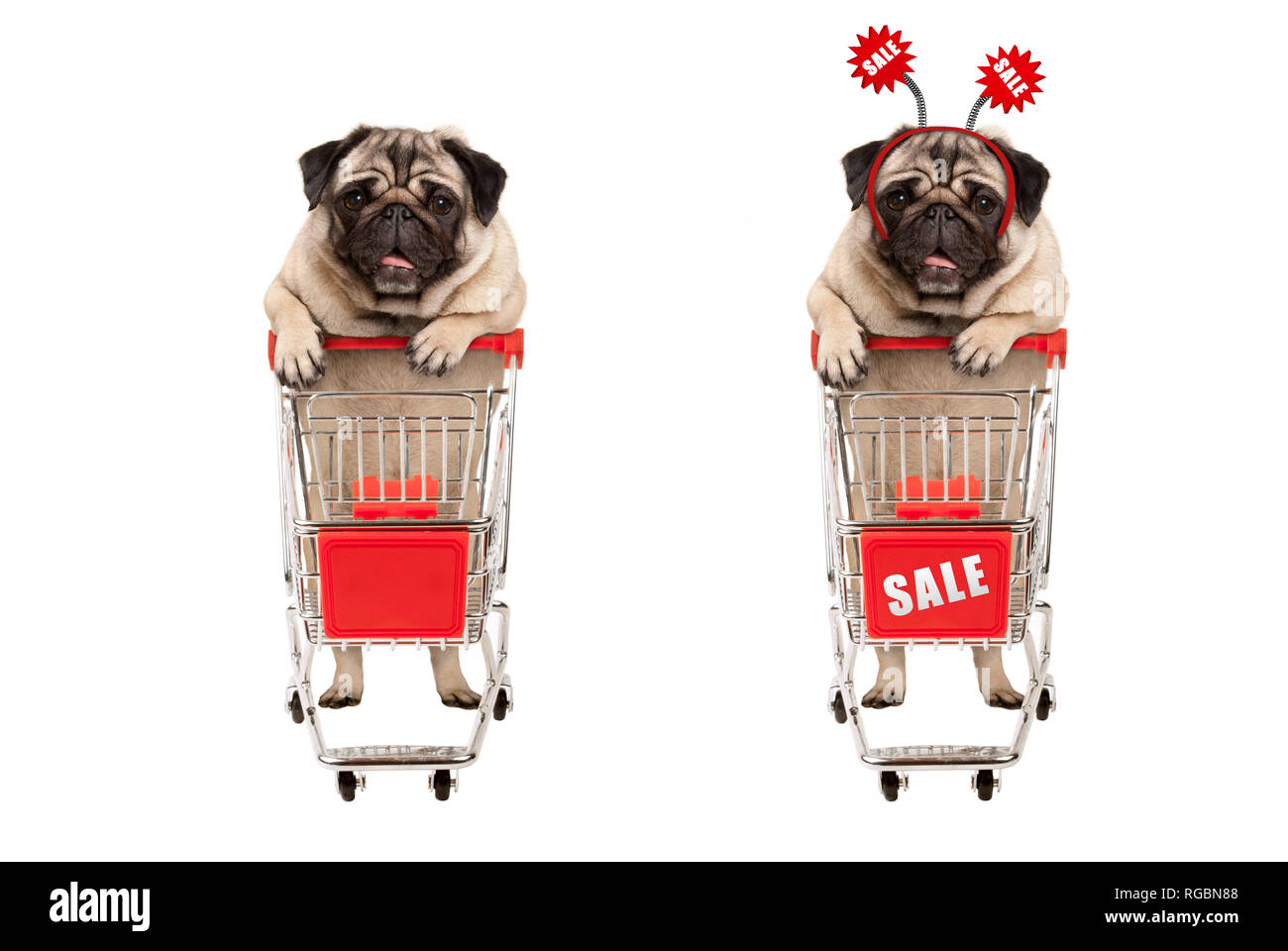 Fröhlich lächelnd Shopping mops Welpe Hund hinter dem roten Kabel metall Warenkorb mit Verkauf Zeichen, auf weißem Hintergrund Stockfoto
