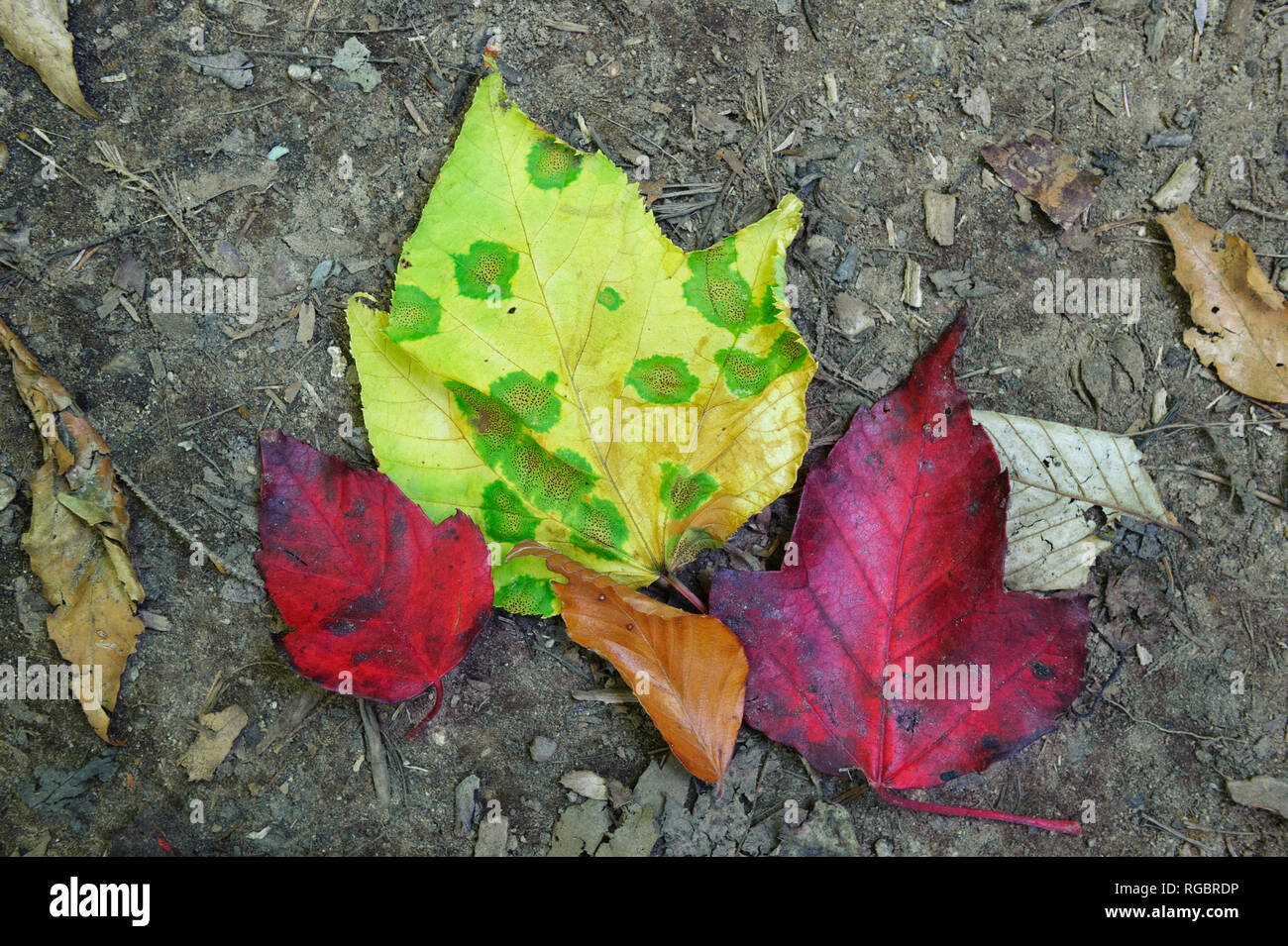 Bunten Ahornblätter auf dem Waldboden. New York State, USA. Die Blätter sind infiziert mit Teer Ort Pilz (Rhytisma acerinum). Stockfoto