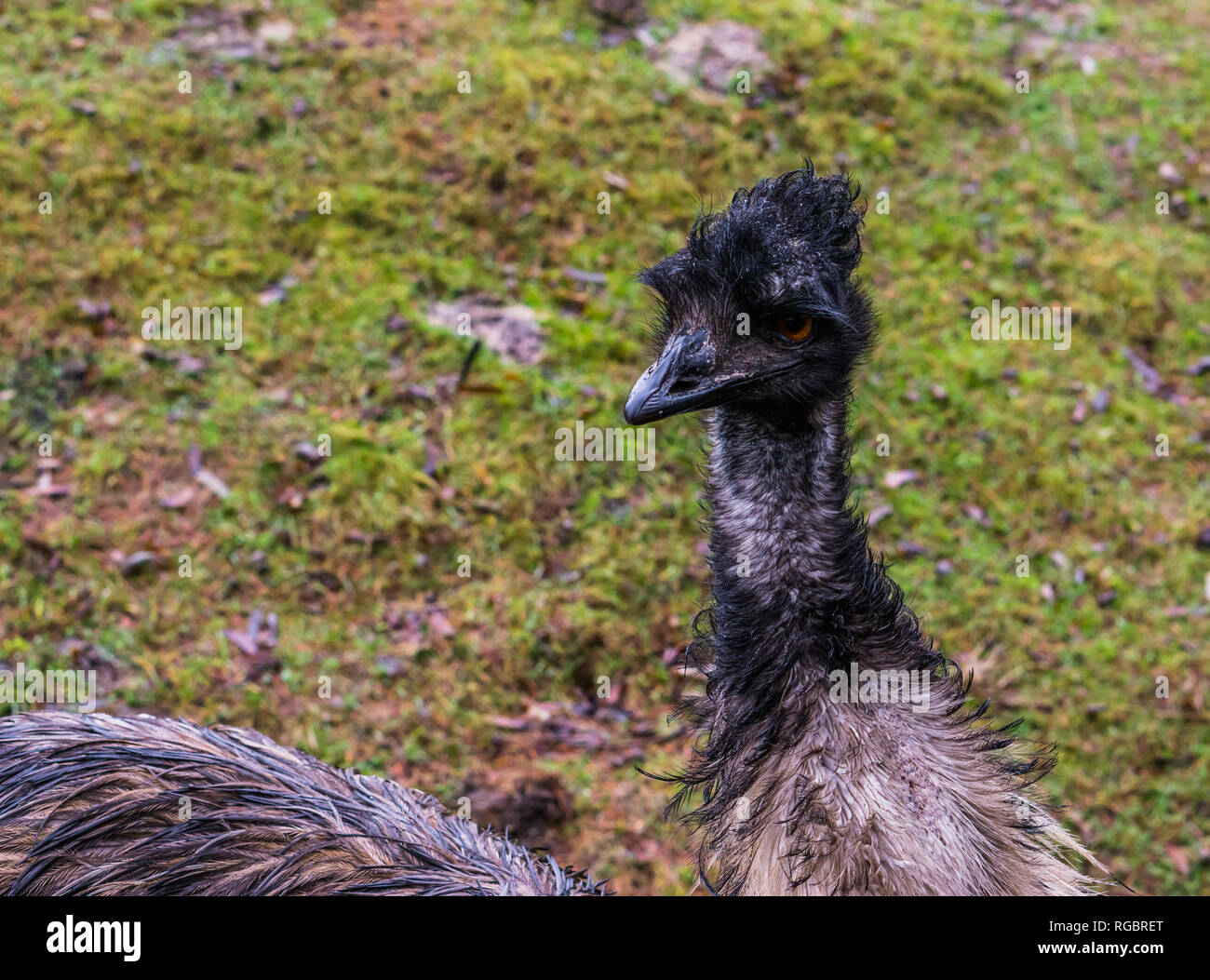 Emu Gesicht in Nahaufnahme, adorable Porträt einer flugunfähigen Vogel aus Australien Stockfoto