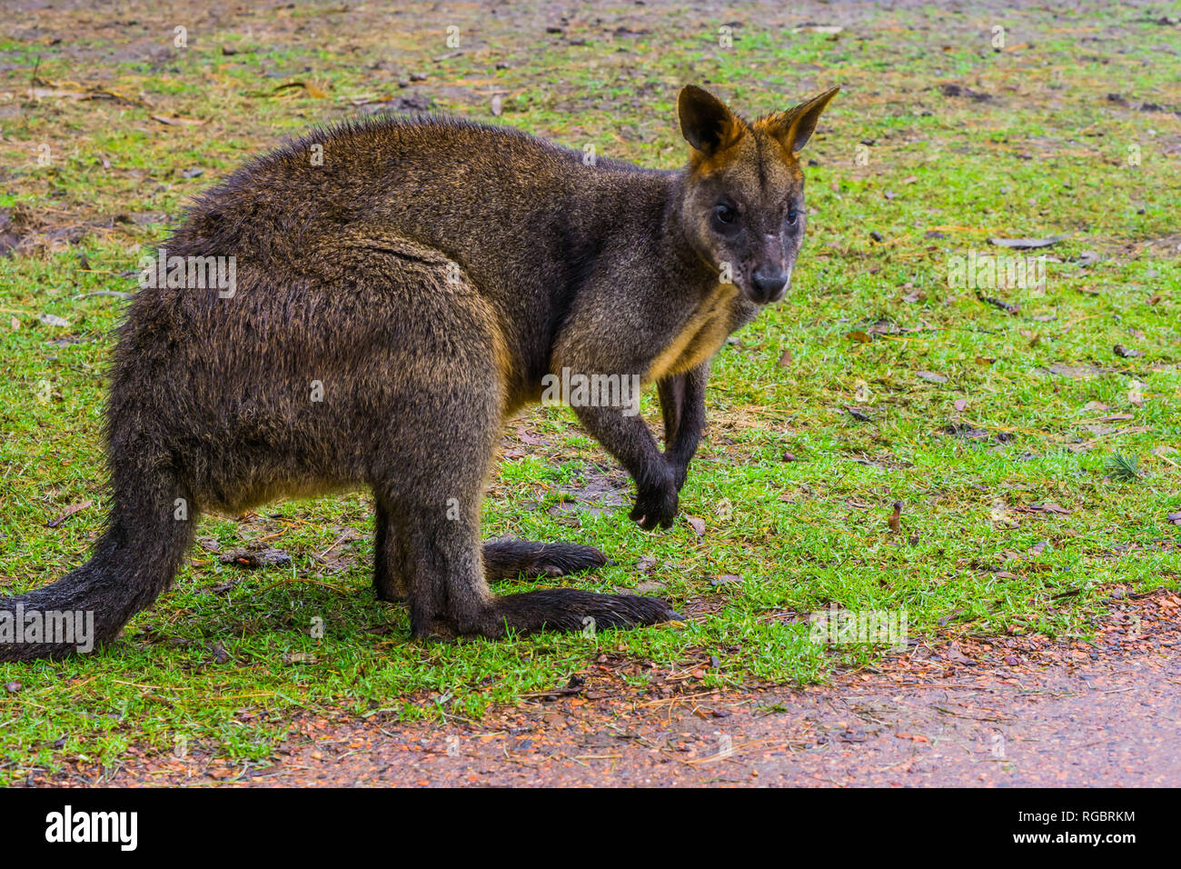 Nahaufnahme von swamp Wallaby, Porträt eines Känguruhs aus Australien Stockfoto