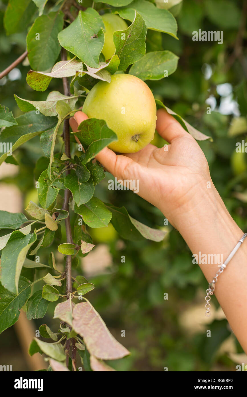 Von Hand gepflückt Apfel vom Baum Stockfoto